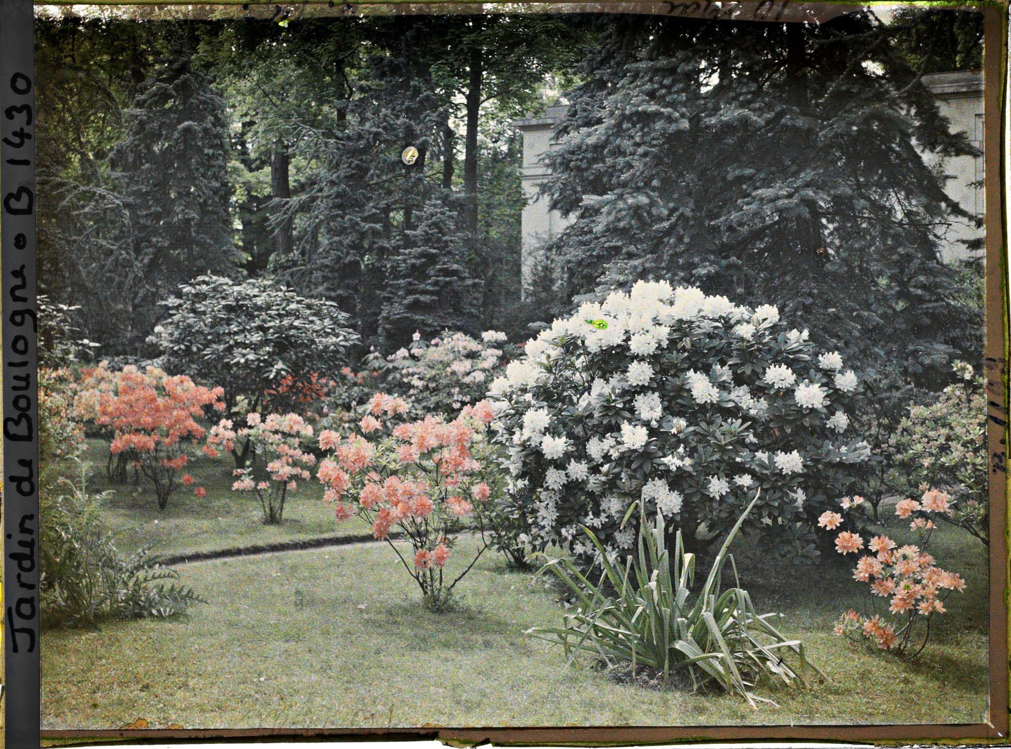 Image représentant Azalées et rhododendrons