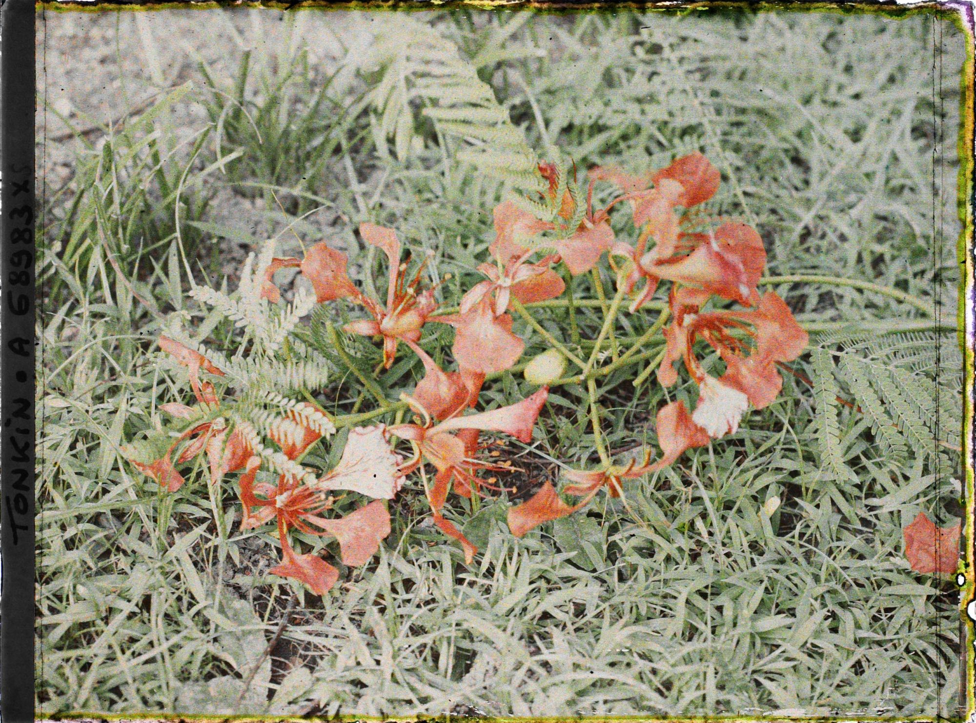 Image représentant Un rameau de flamboyant en fleurs, coupé