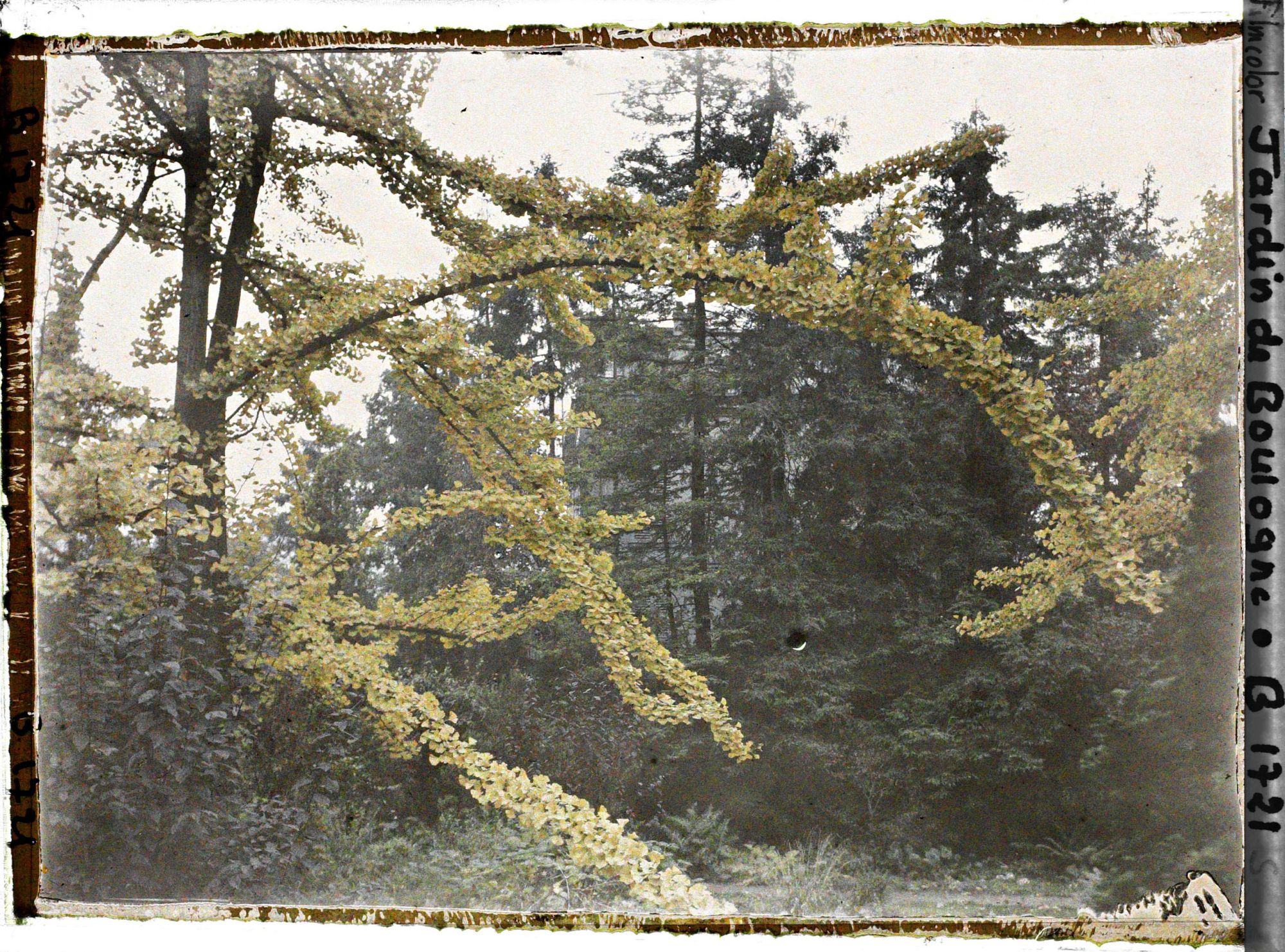 Image représentant Lisière arborée du " jardin chinois " aux abords d'une maison, cadrée par des branches de ginkgos