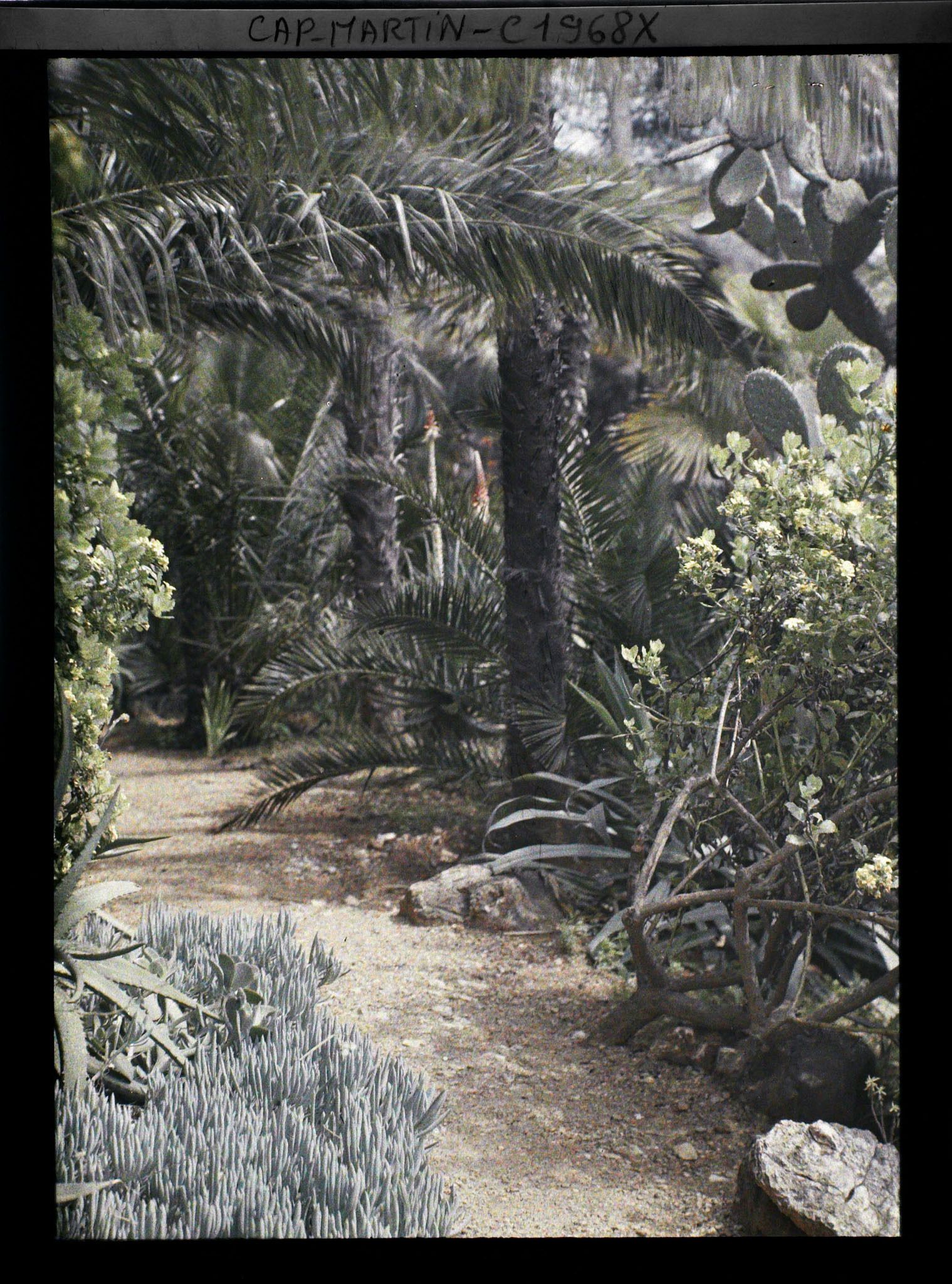 Image représentant Allée bordée de plantes tapissantes, palmiers, arbustes et autres