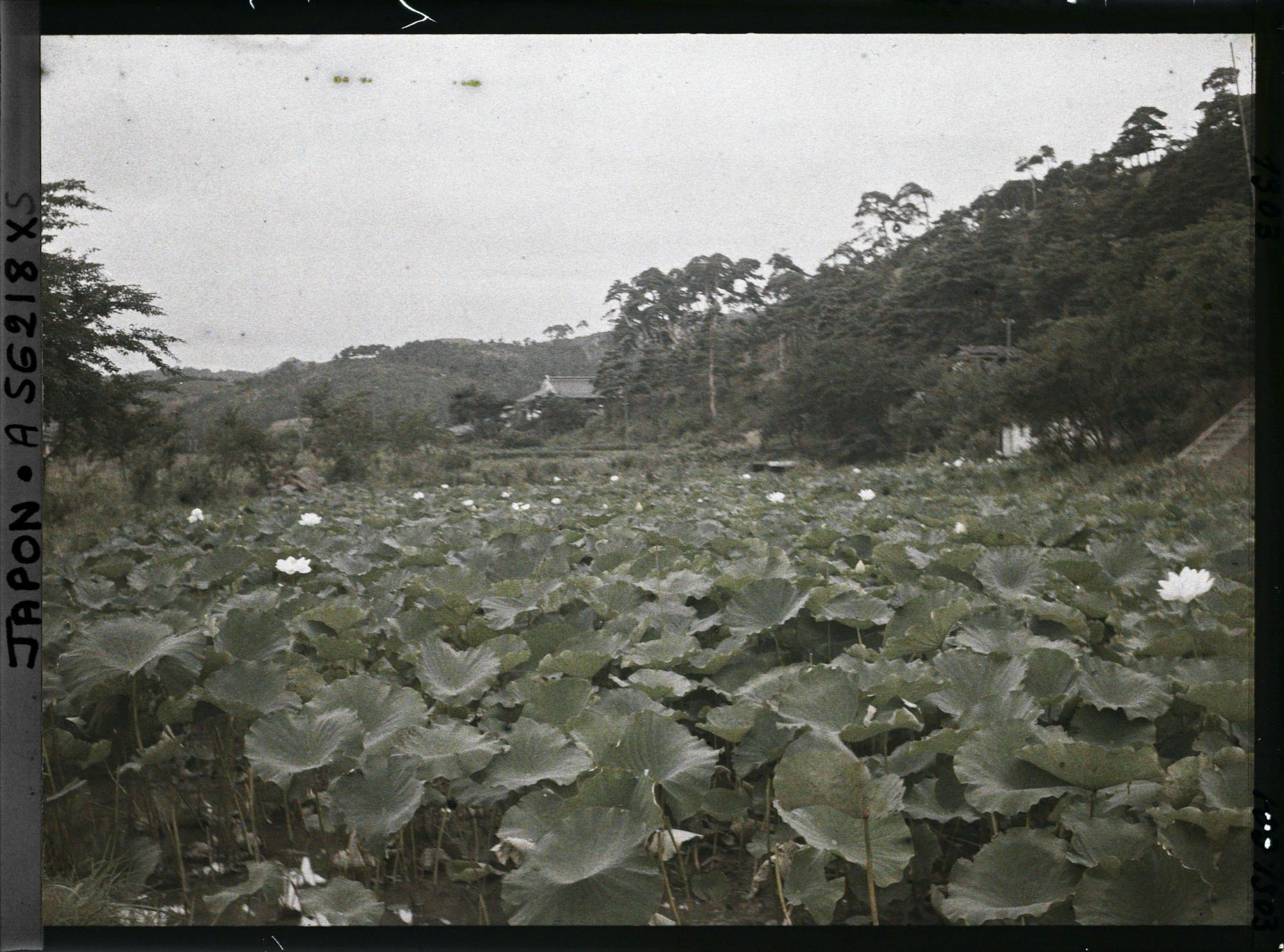 Image représentant Champ de lotus