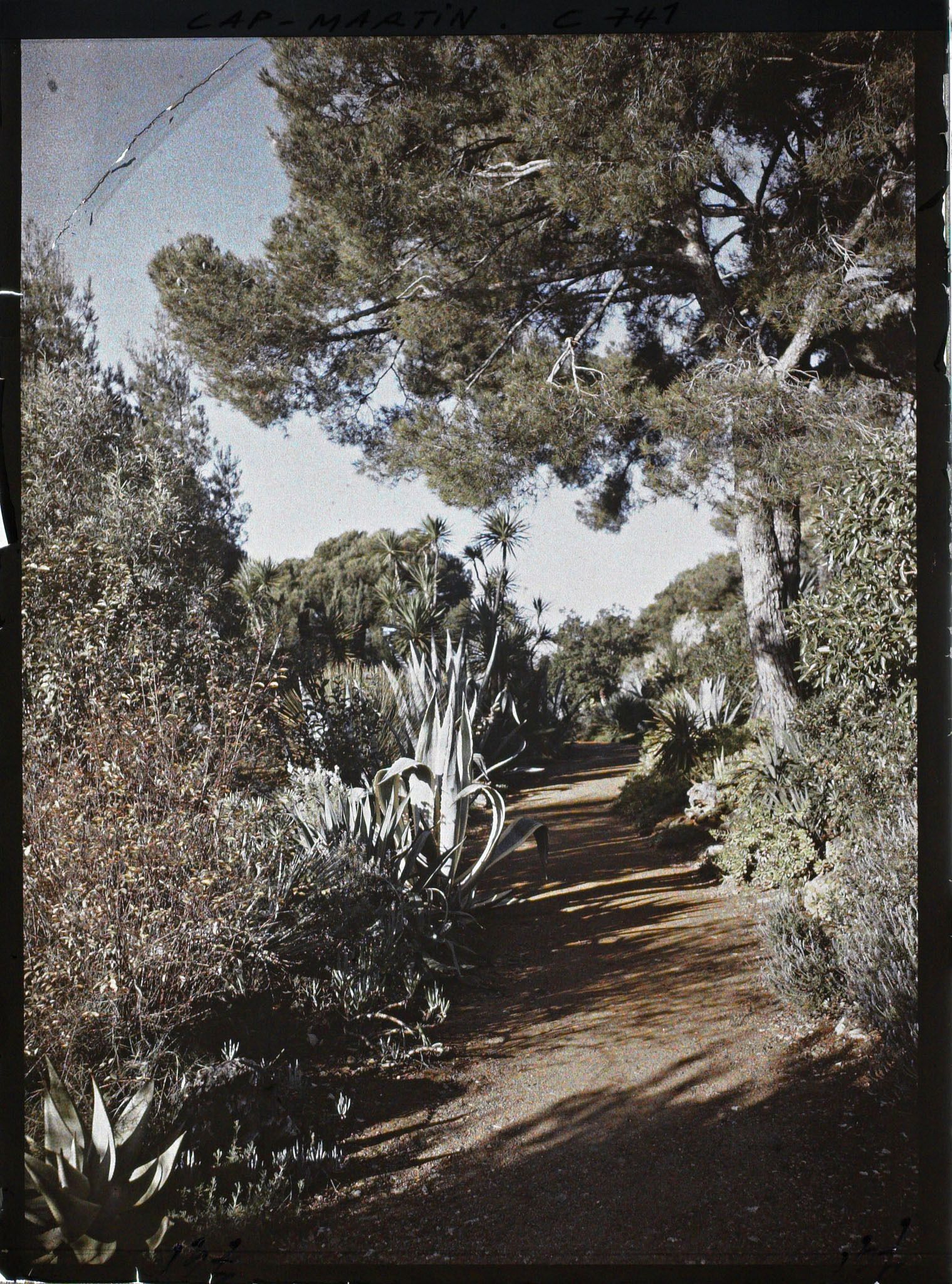 Image représentant Une allée de plantes exotiques