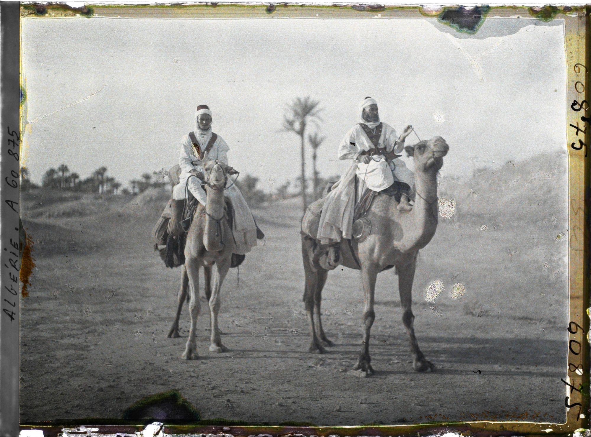 Image représentant Méharistes sahariens