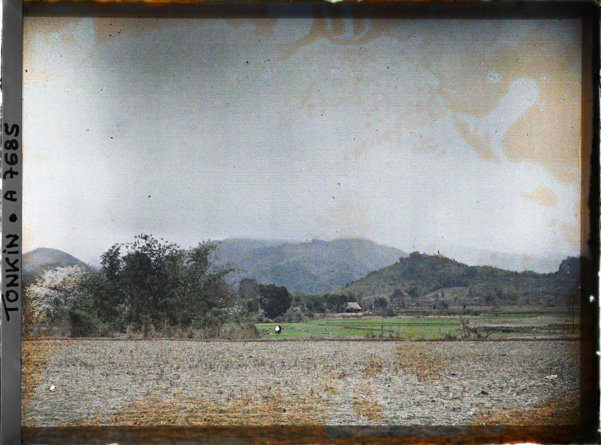 Image représentant Un paysage avec un arbre en fleur