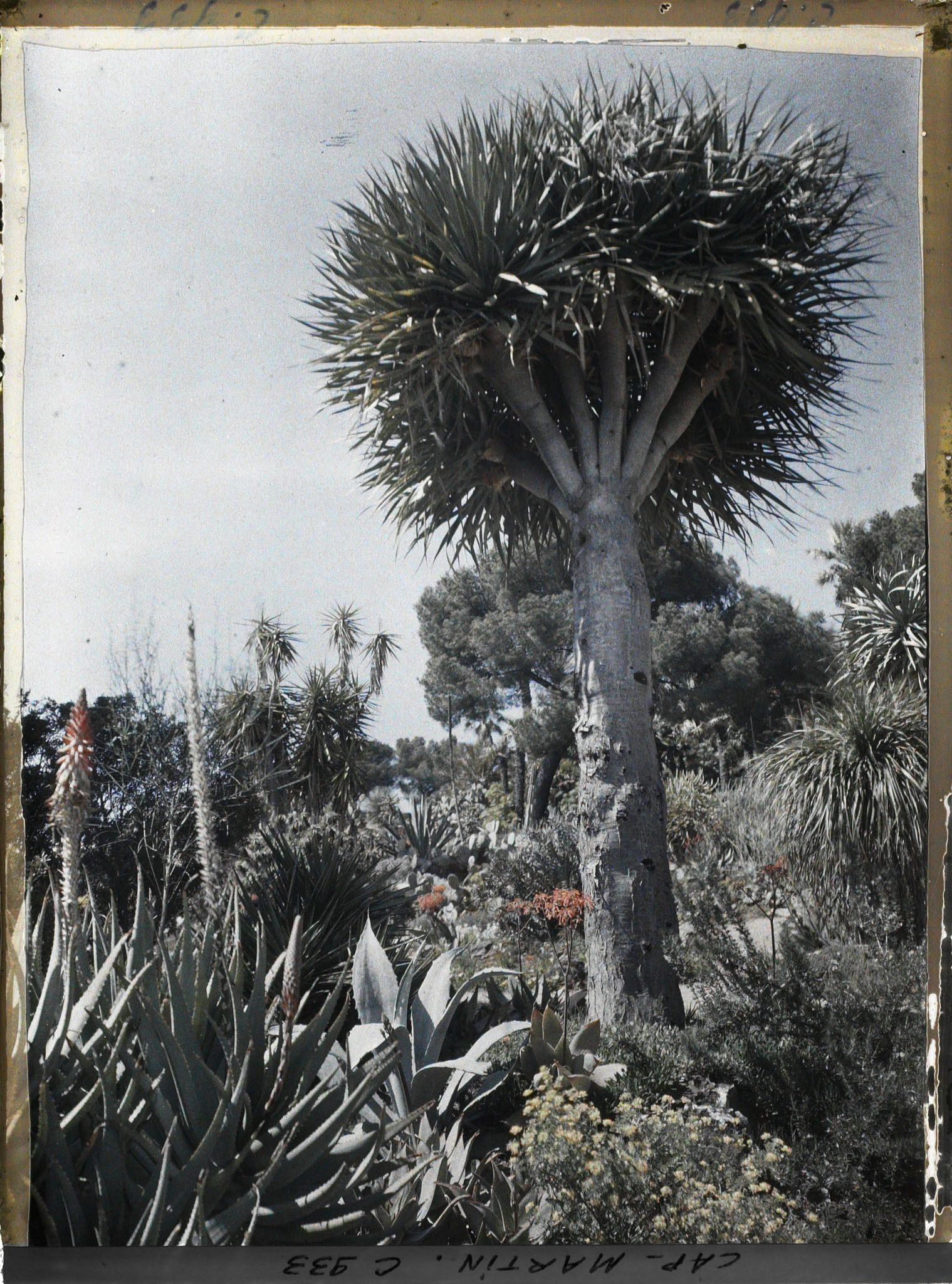Image représentant Le Jardin