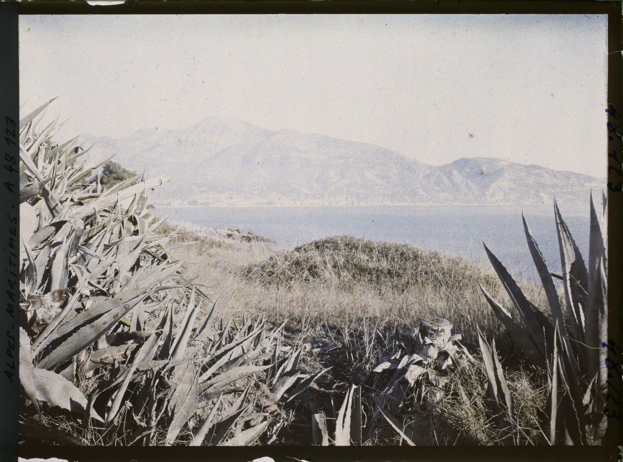 Image représentant Panorama sur le littoral de Menton, vu depuis le rivage du cap Martin ponctué d'agaves
