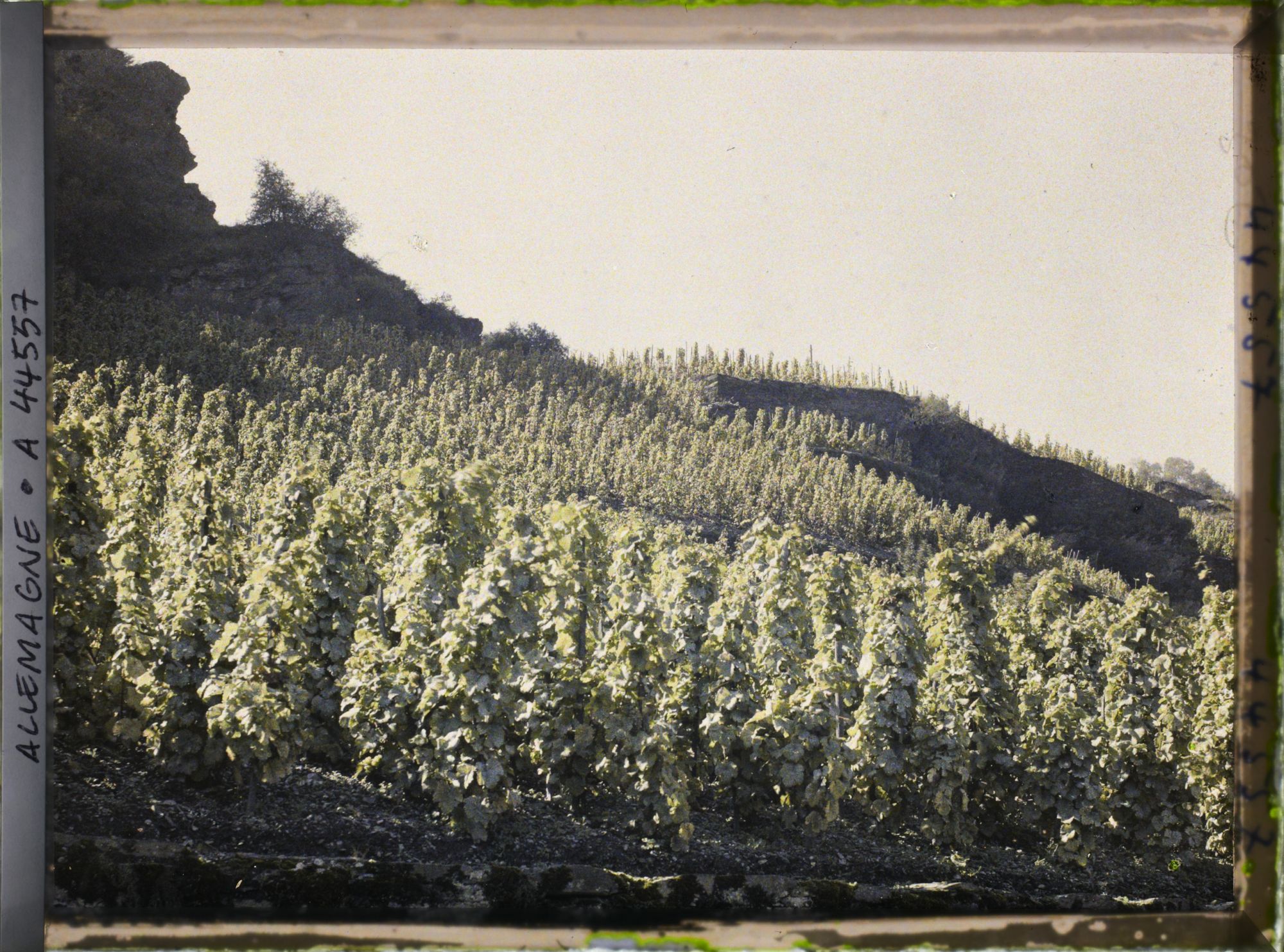 Image représentant Allemagne, Oberwesel, Effet de lumière sur vignes