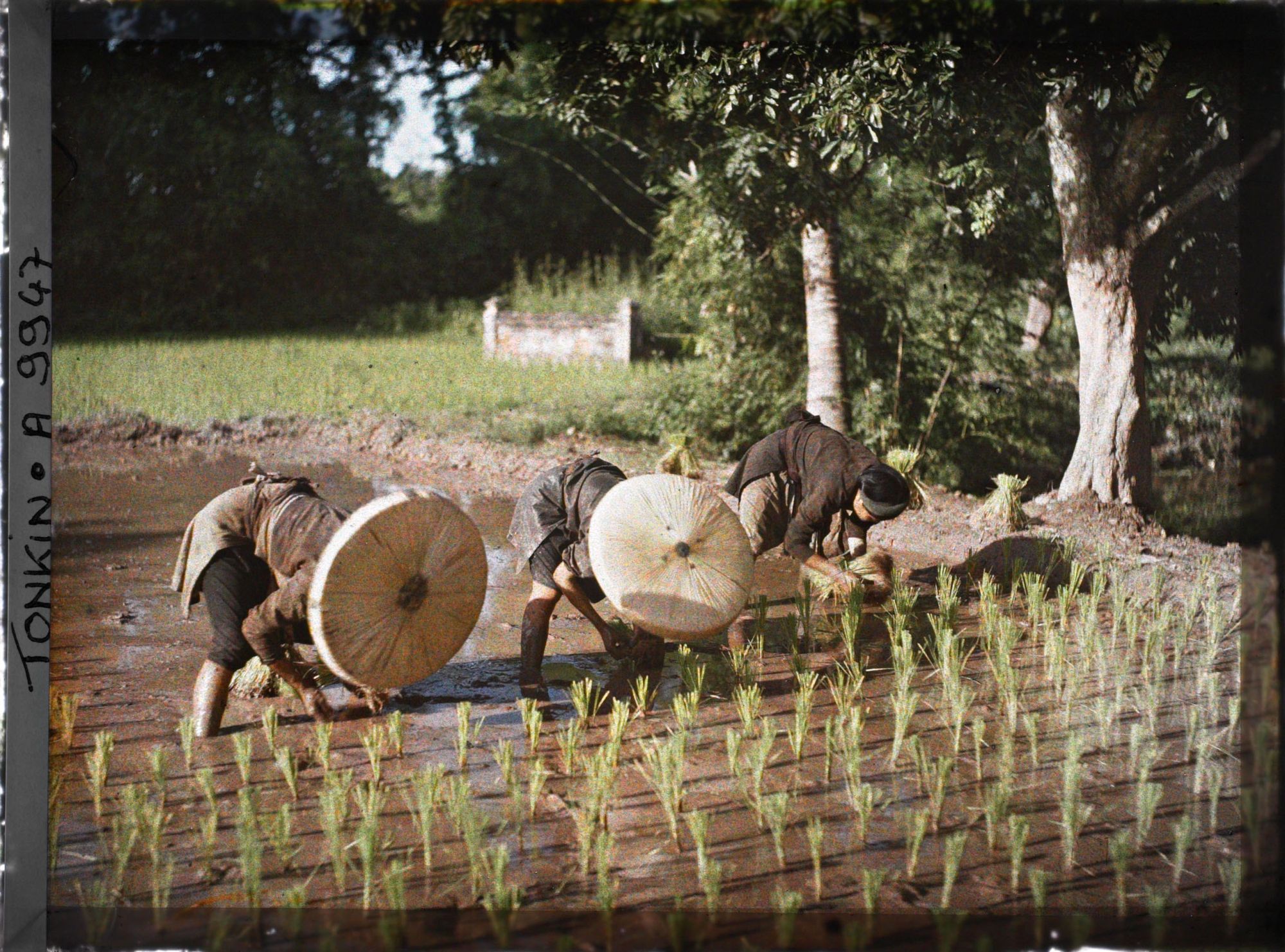 Image représentant Le repiquage du riz pour la récolte de novembre