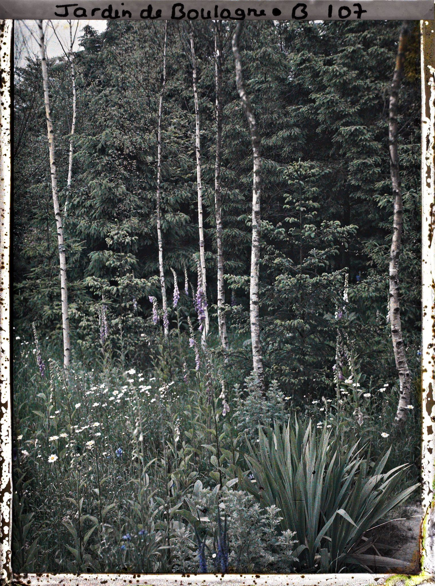 Image représentant La prairie et la forêt dorée à l'orée de la forêt vosgienne