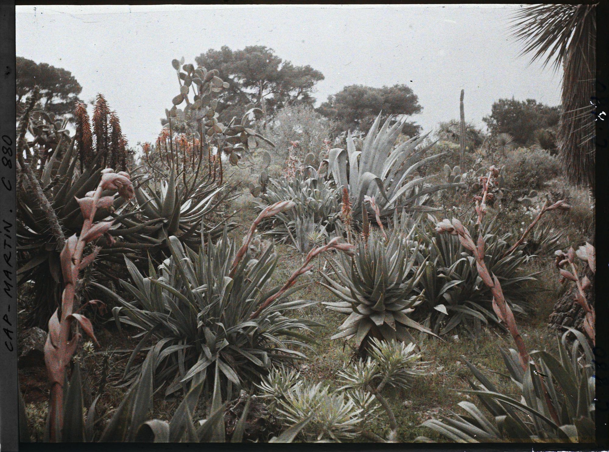 Image représentant Le Jardin