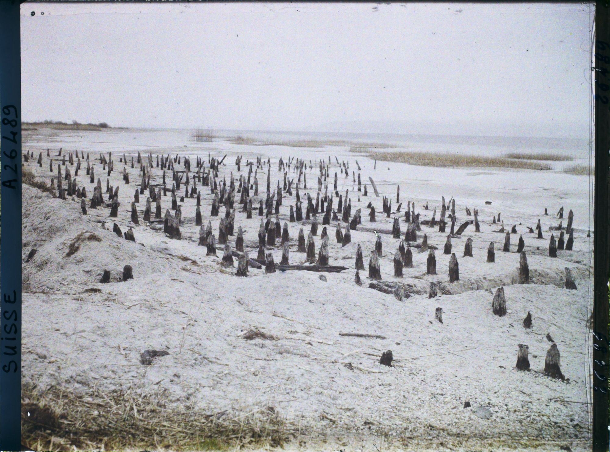 Image représentant Site palafittique préhistorique des Alpes, pieux en bois visibles lors de la baisse des eaux après la grande sécheresse de 1921