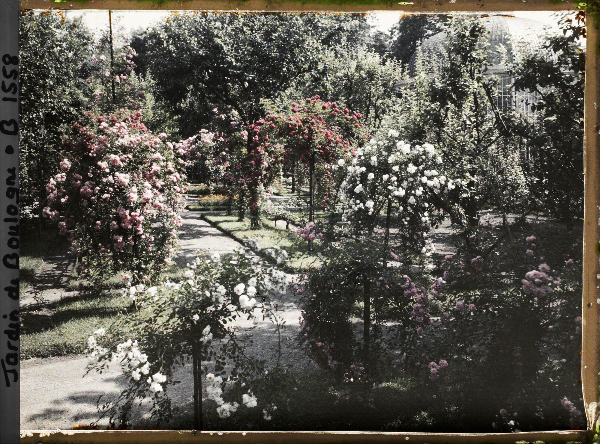 Image représentant Parterre de rosiers tiges et allée fleurie menant à la forêt bleue, à l'est du verger-roseraie