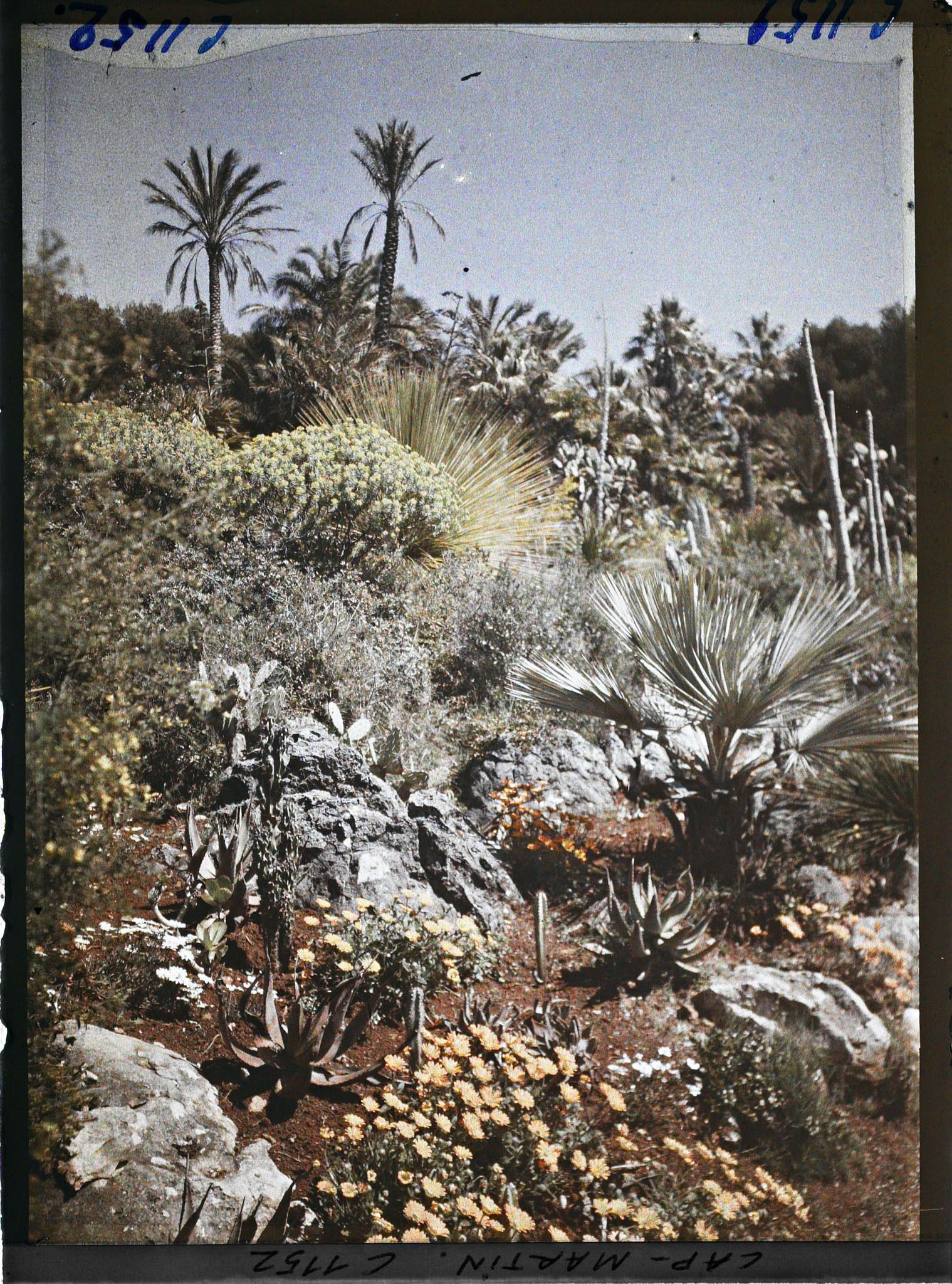 Image représentant le jardin