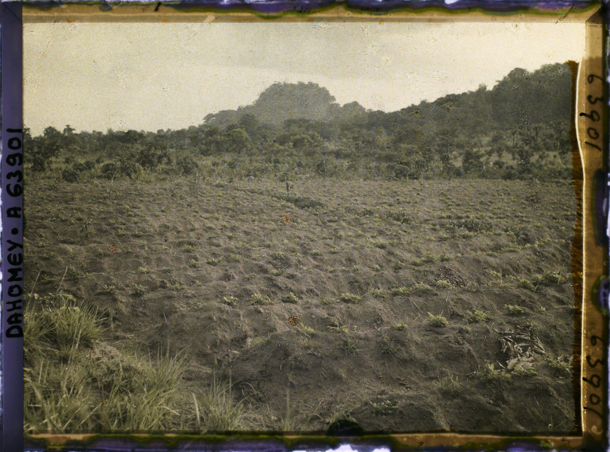 Image représentant Culture de l'arachide