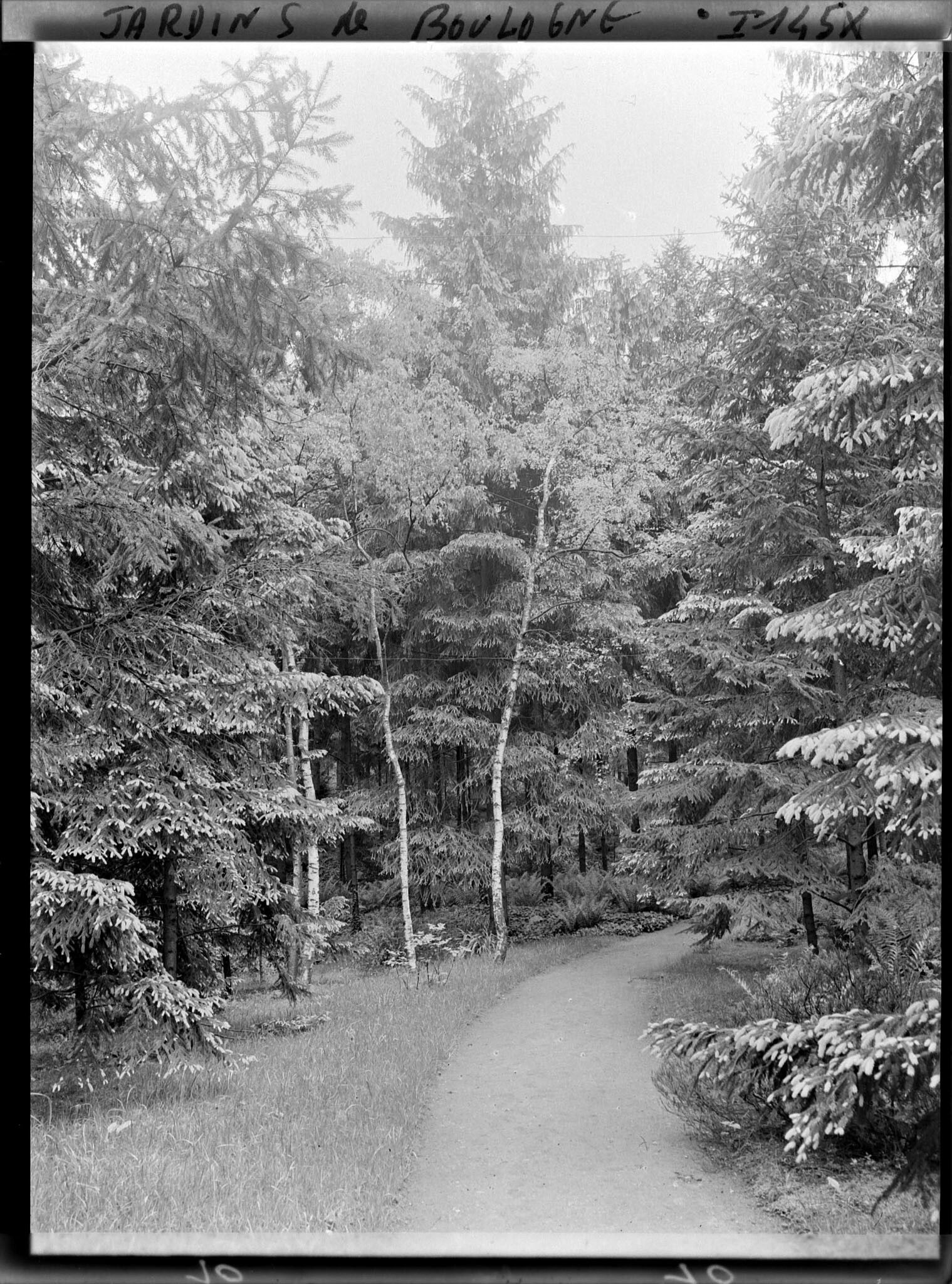Image représentant La forêt dorée