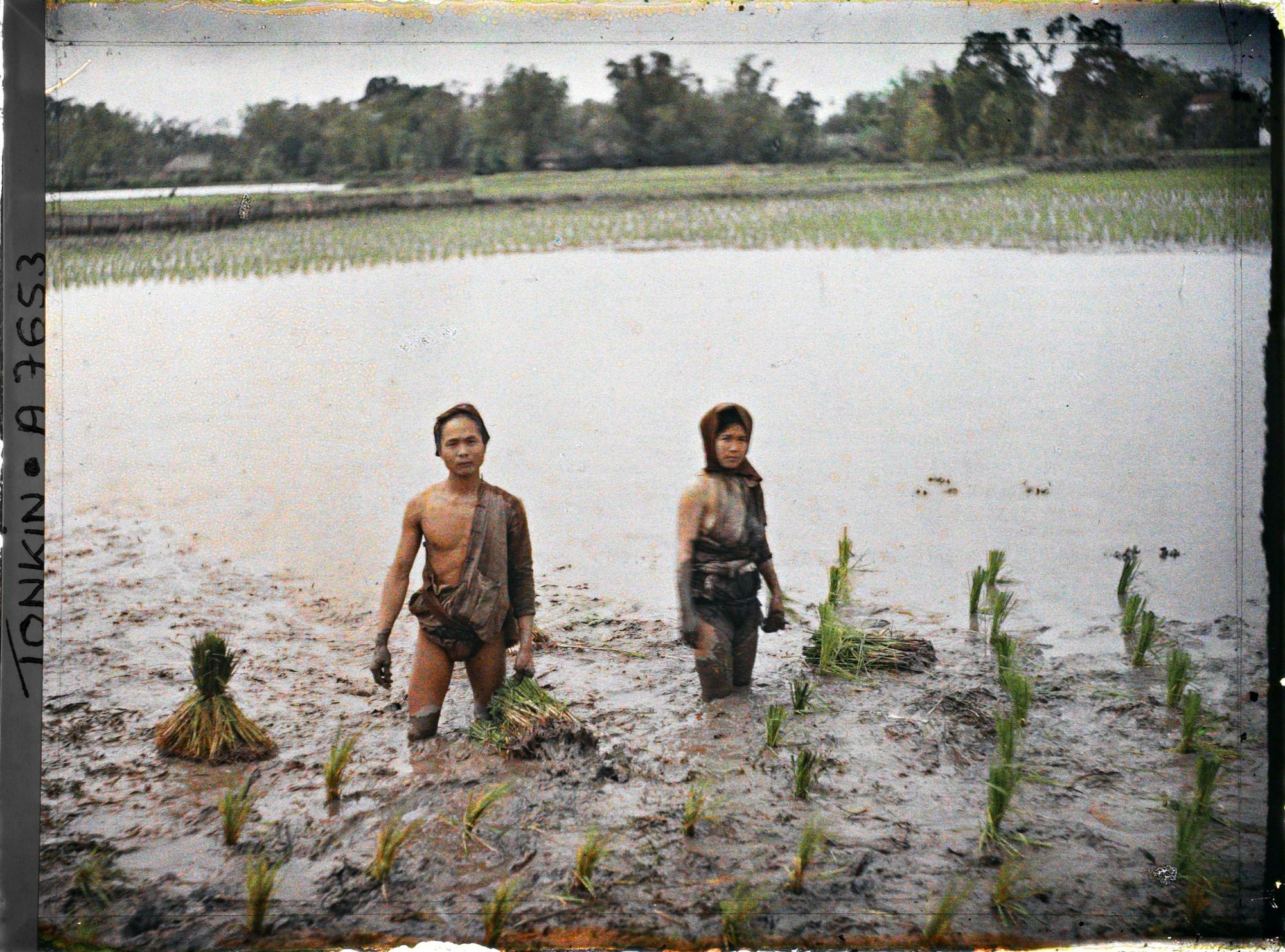 Image représentant Le repiquage du riz pour la récolte de juin