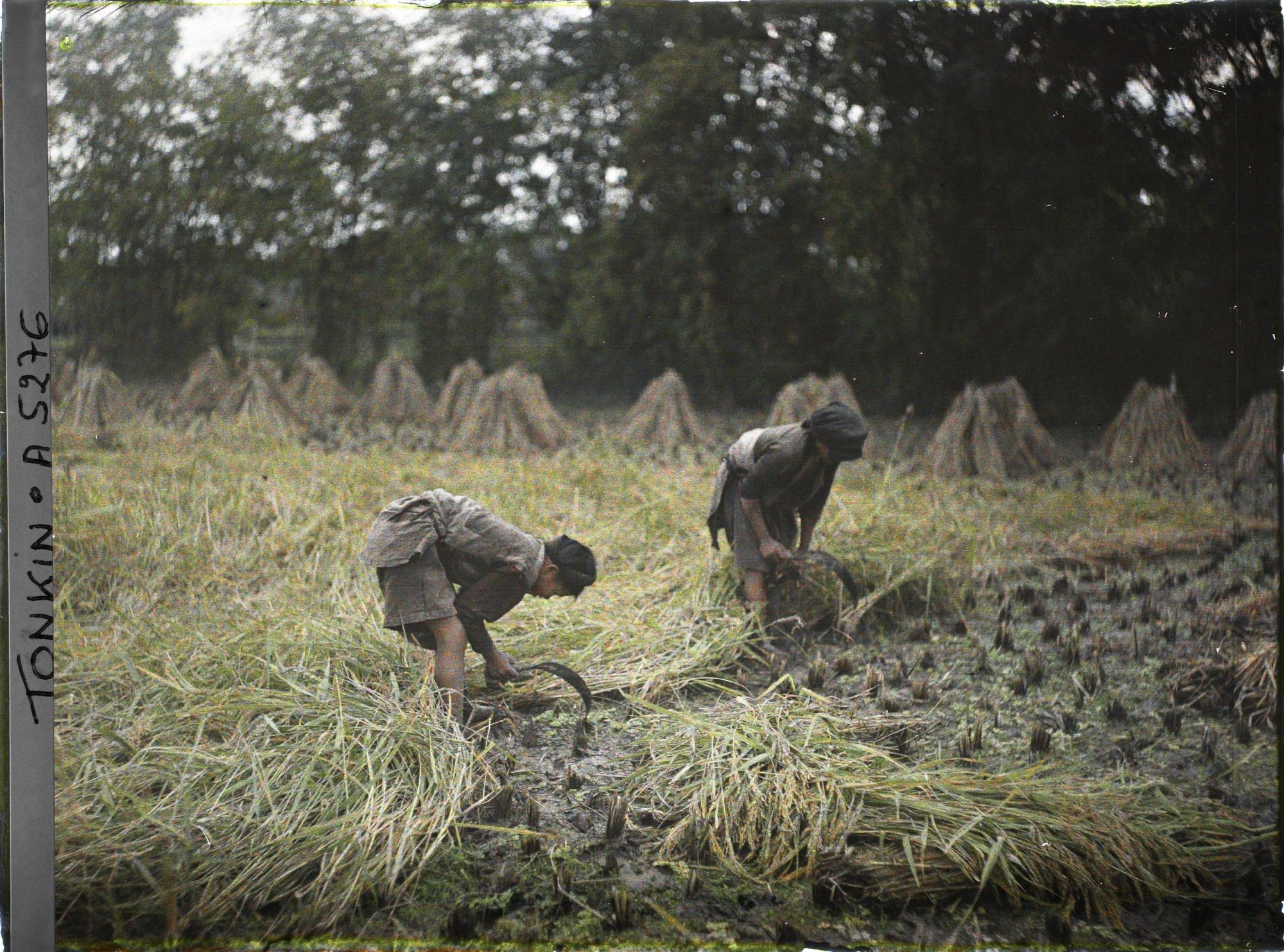 Image représentant La moisson du riz