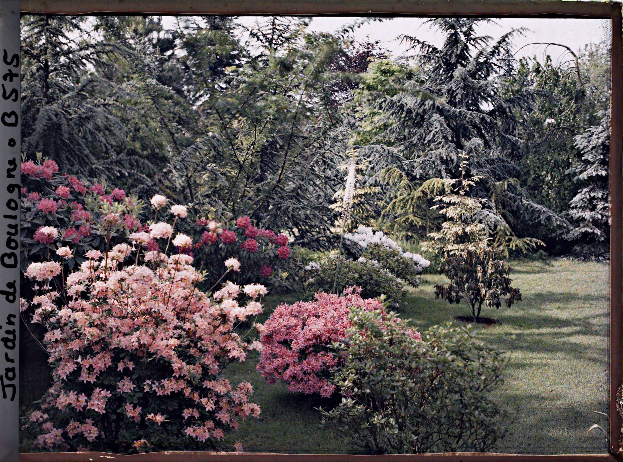 Image représentant Massif de rhododendrons et d'azalées en fleurs bordant le marais à l'est