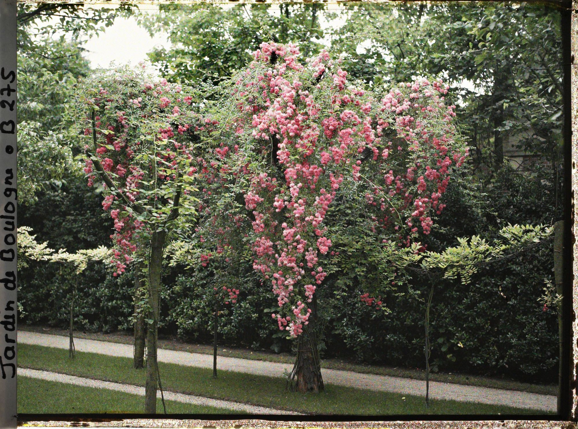 Image représentant Arbres fruitiers ornés de cascades de roses, face à la dépendance qui jouxte le verger-roseraie