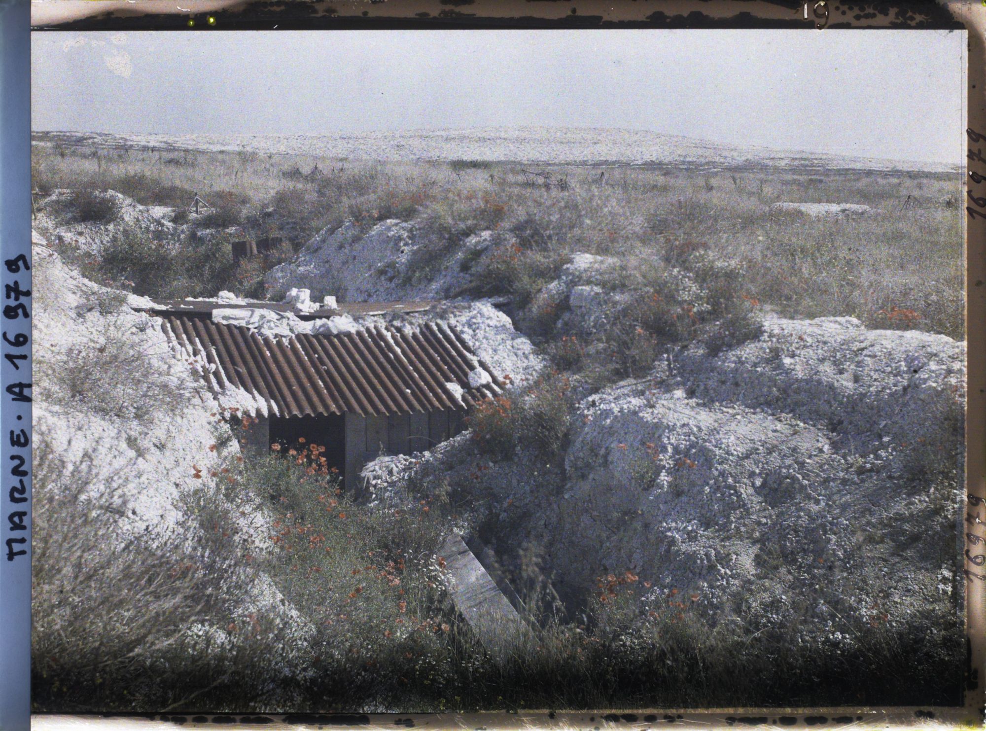Image représentant France, Tranchée Couverte de Coquelicots