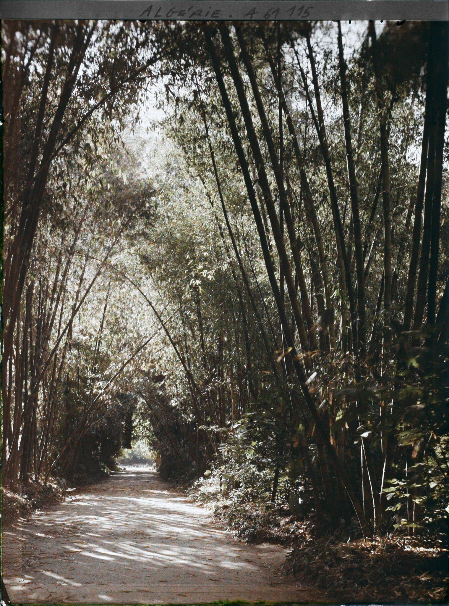 Image représentant Allée des Bambous dans le jardin d'Essais