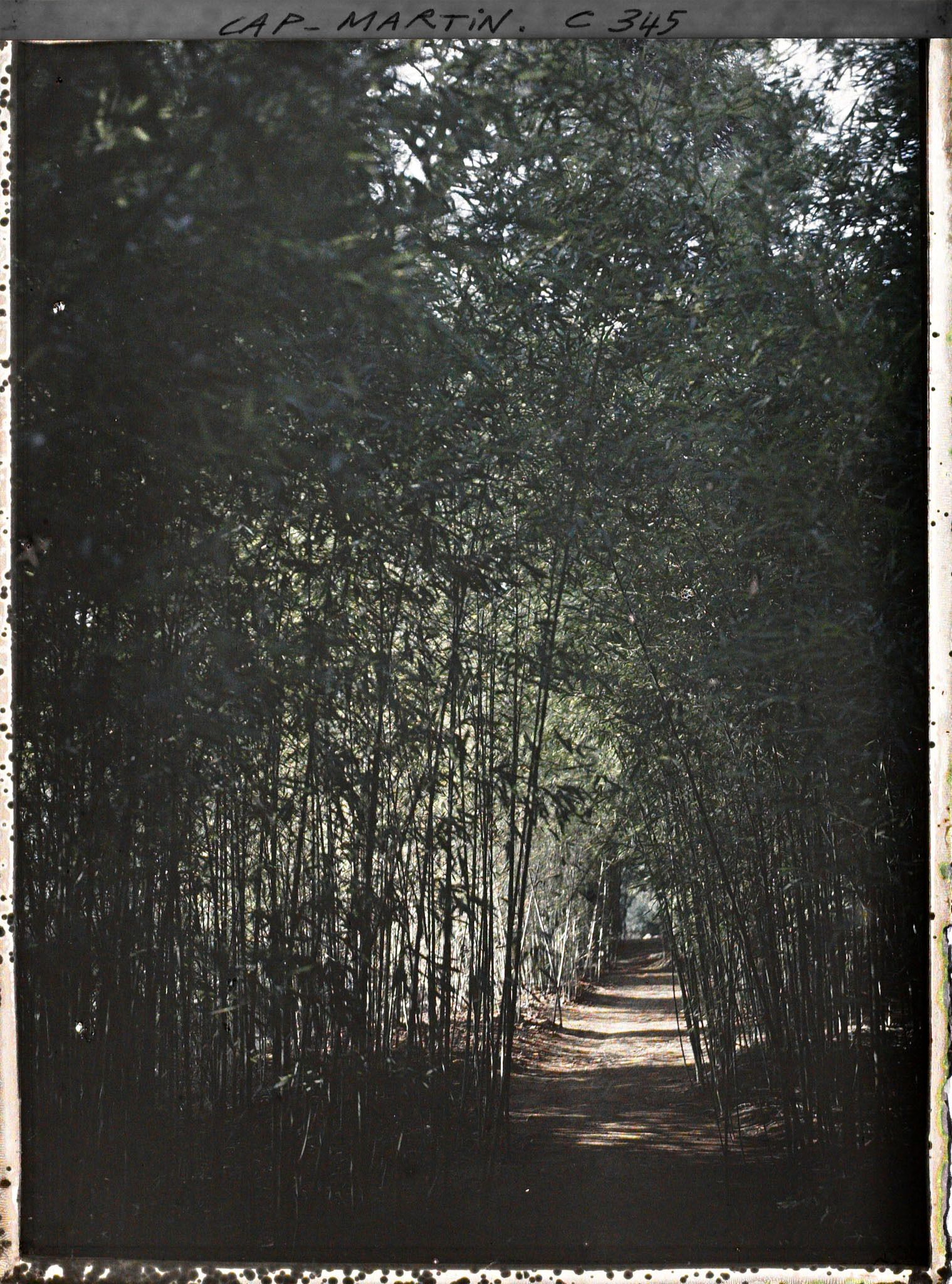 Image représentant Bambous