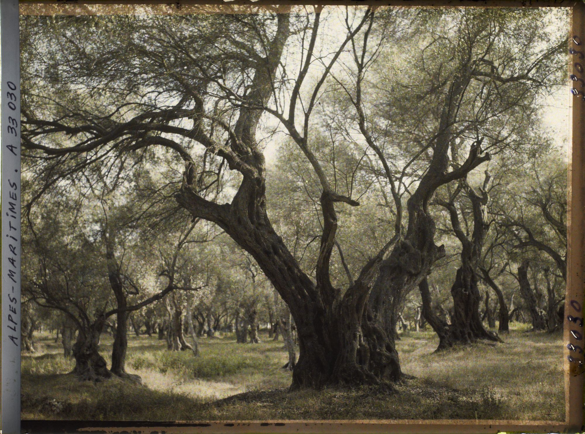 Image représentant Forets d'oliviers