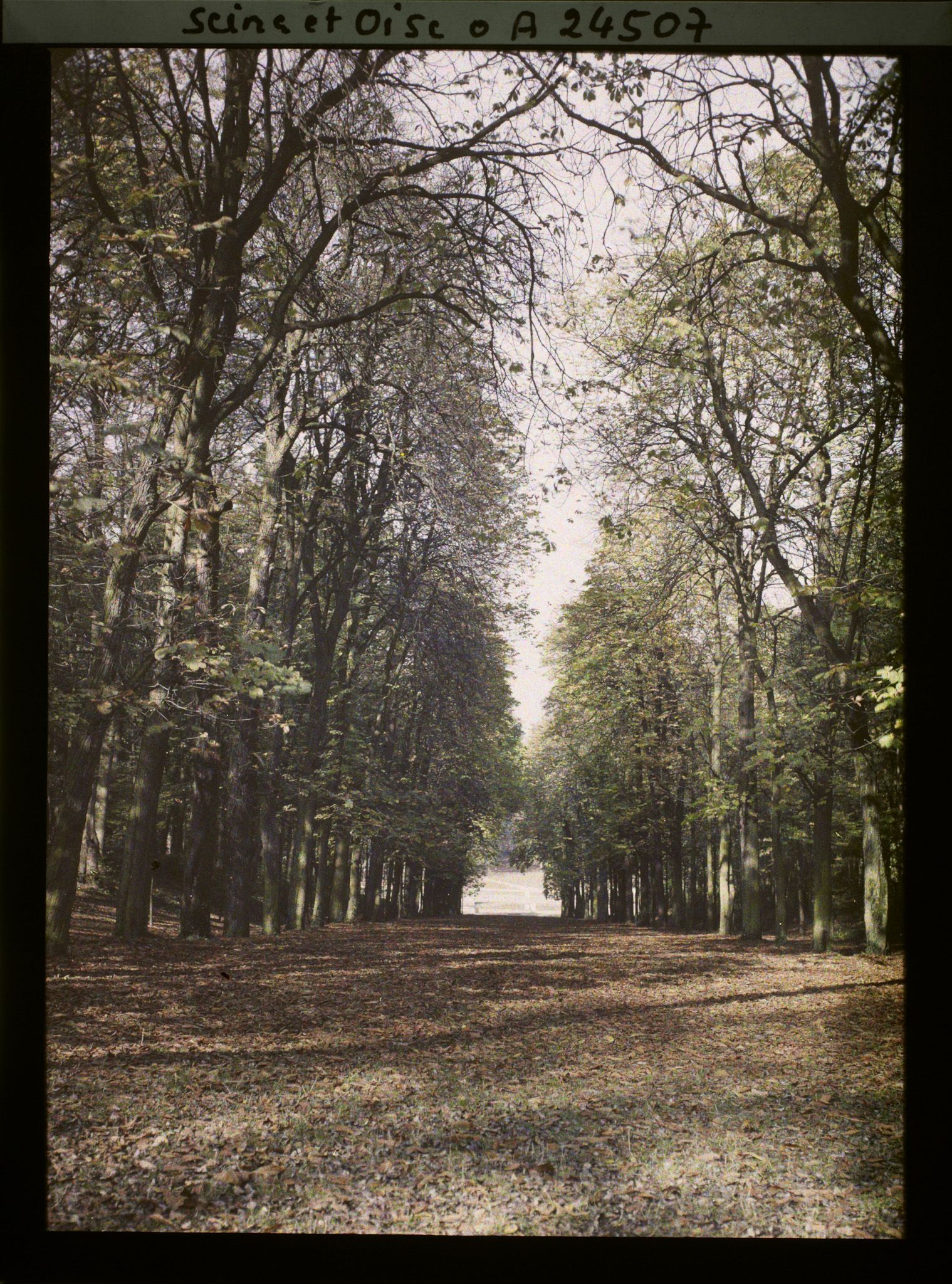 Image représentant Une allée dans le parc