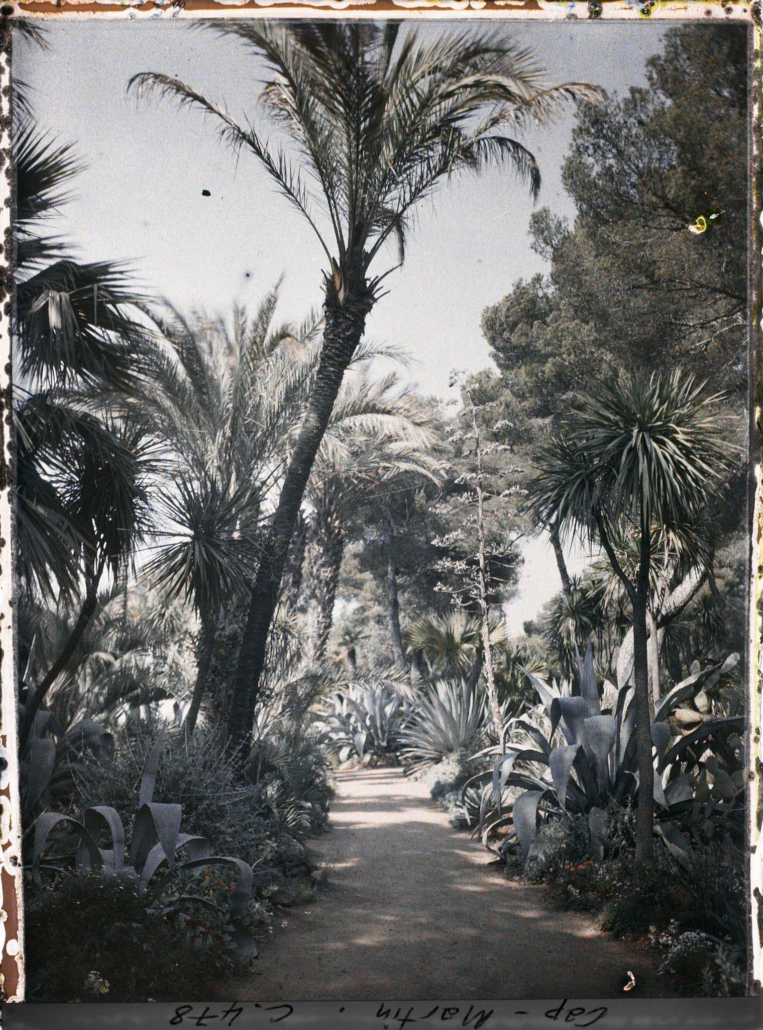 Image représentant Cap Martin Le Jardin