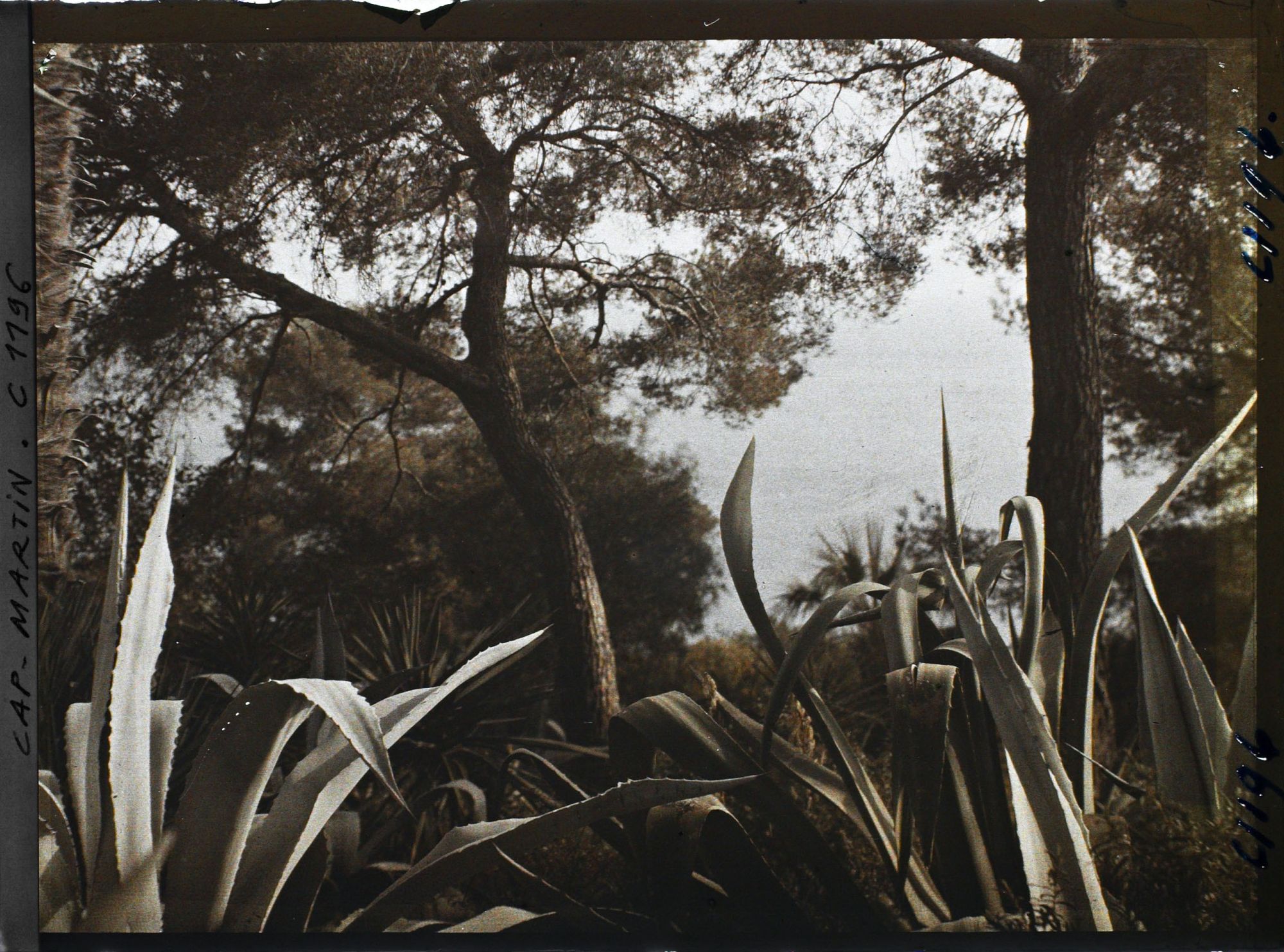 Image représentant le Jardin