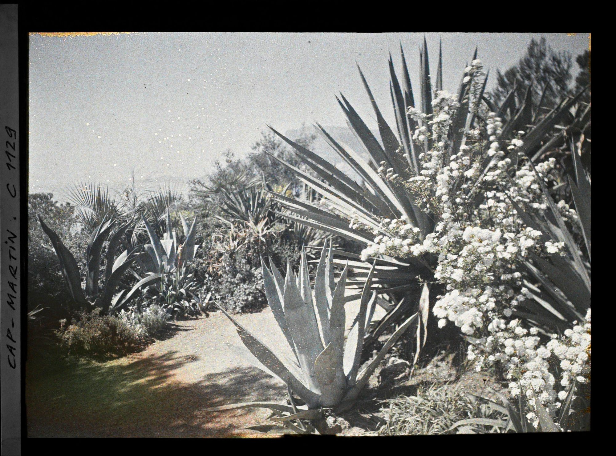 Image représentant le Jardin