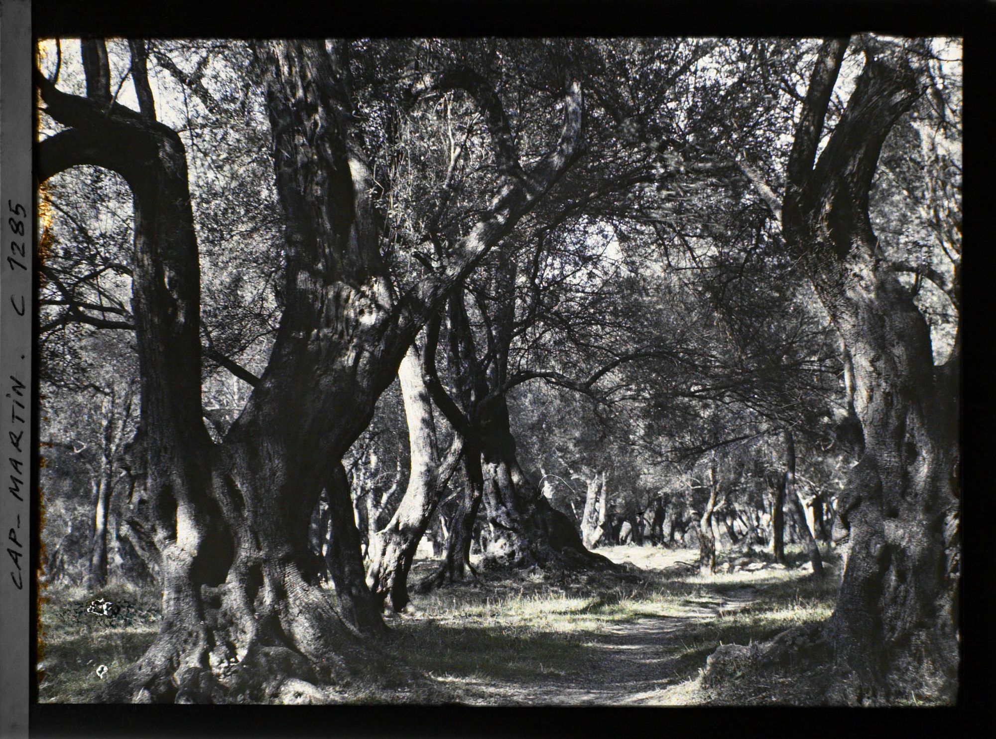 Image représentant Bois d'oliviers du cap Martin