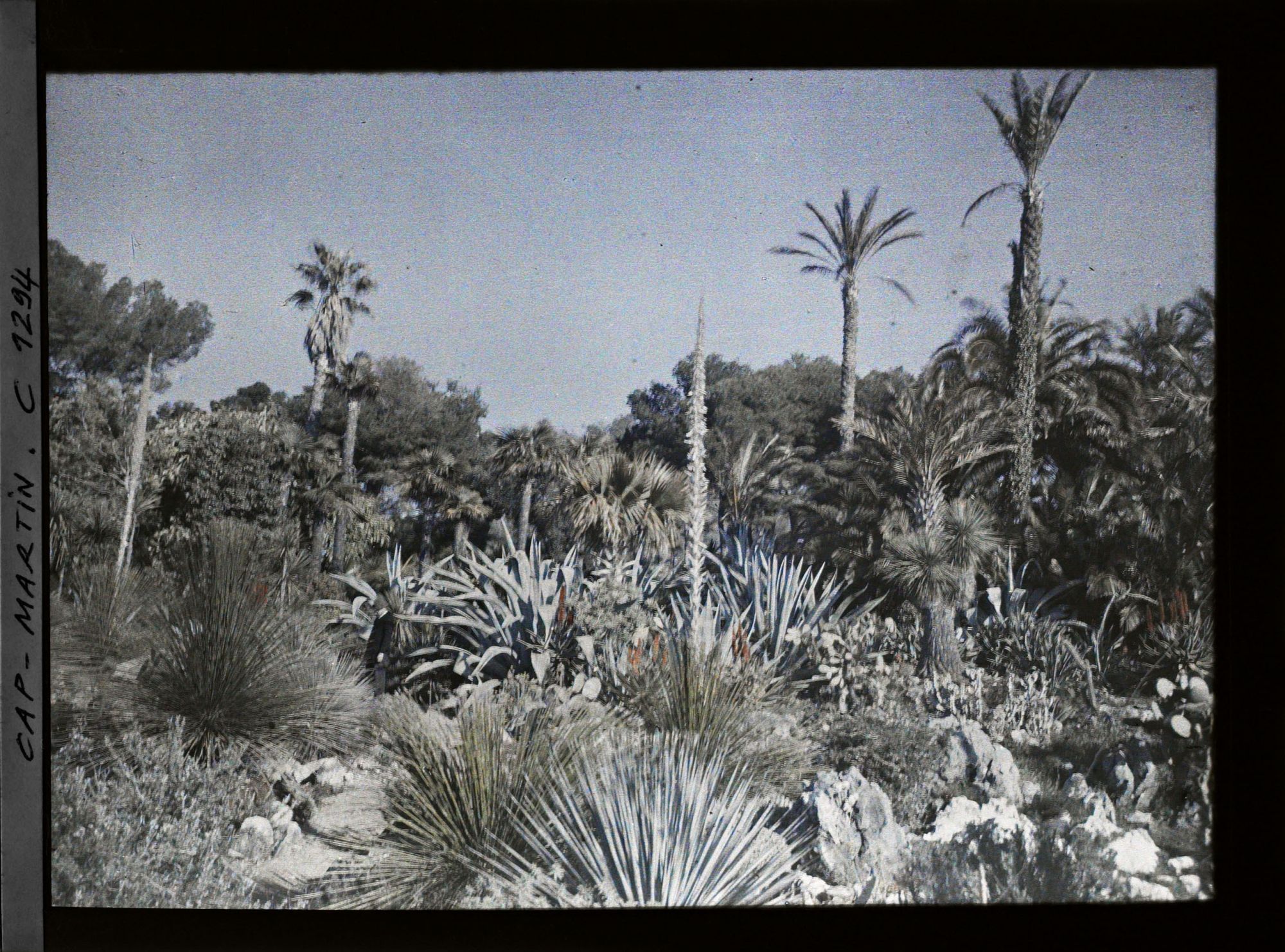 Image représentant Vue du jardin africain