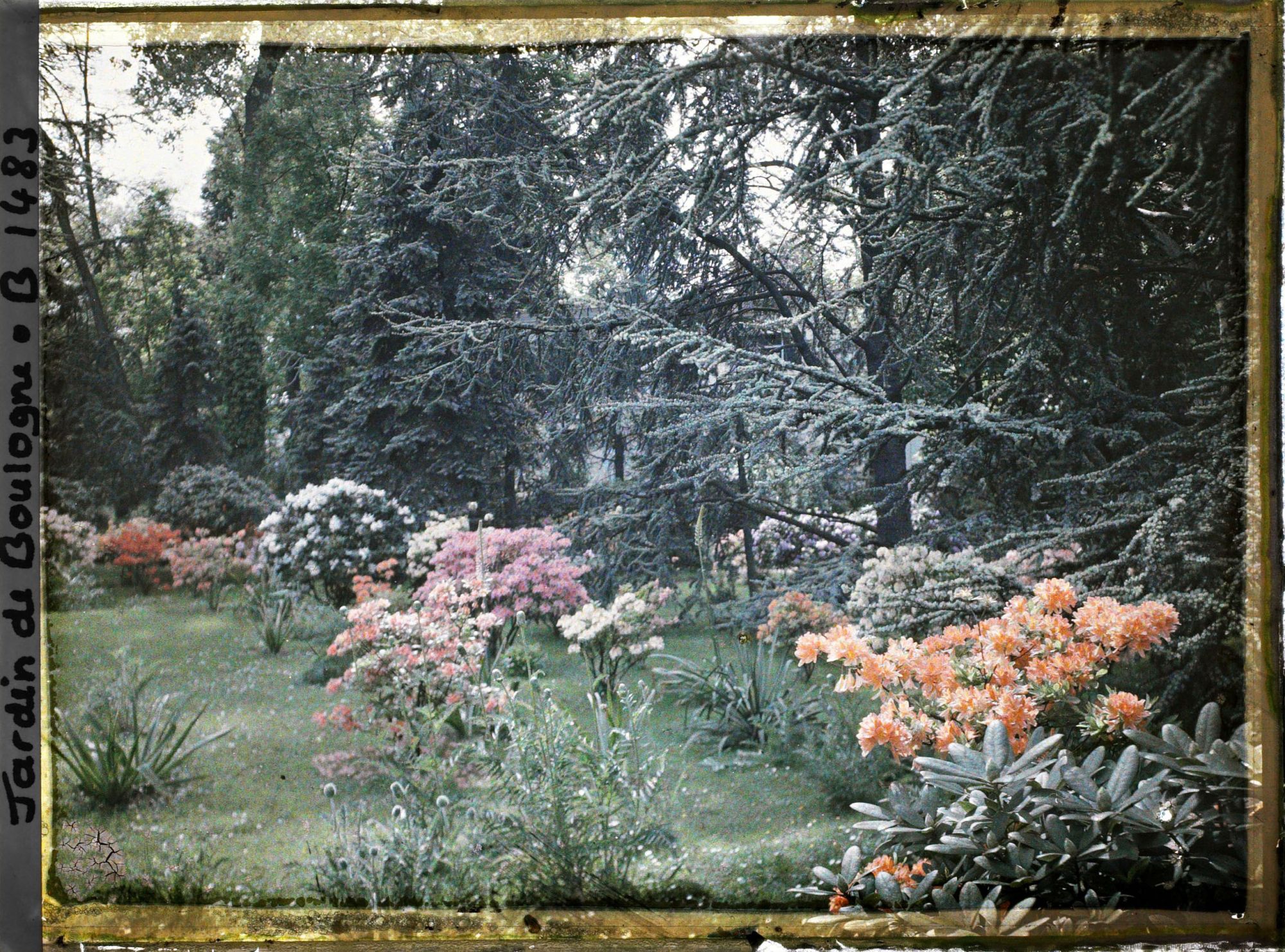 Image représentant Azalées sur la pelouse du marais ; à travers la forêt bleue on devine le laboratoire