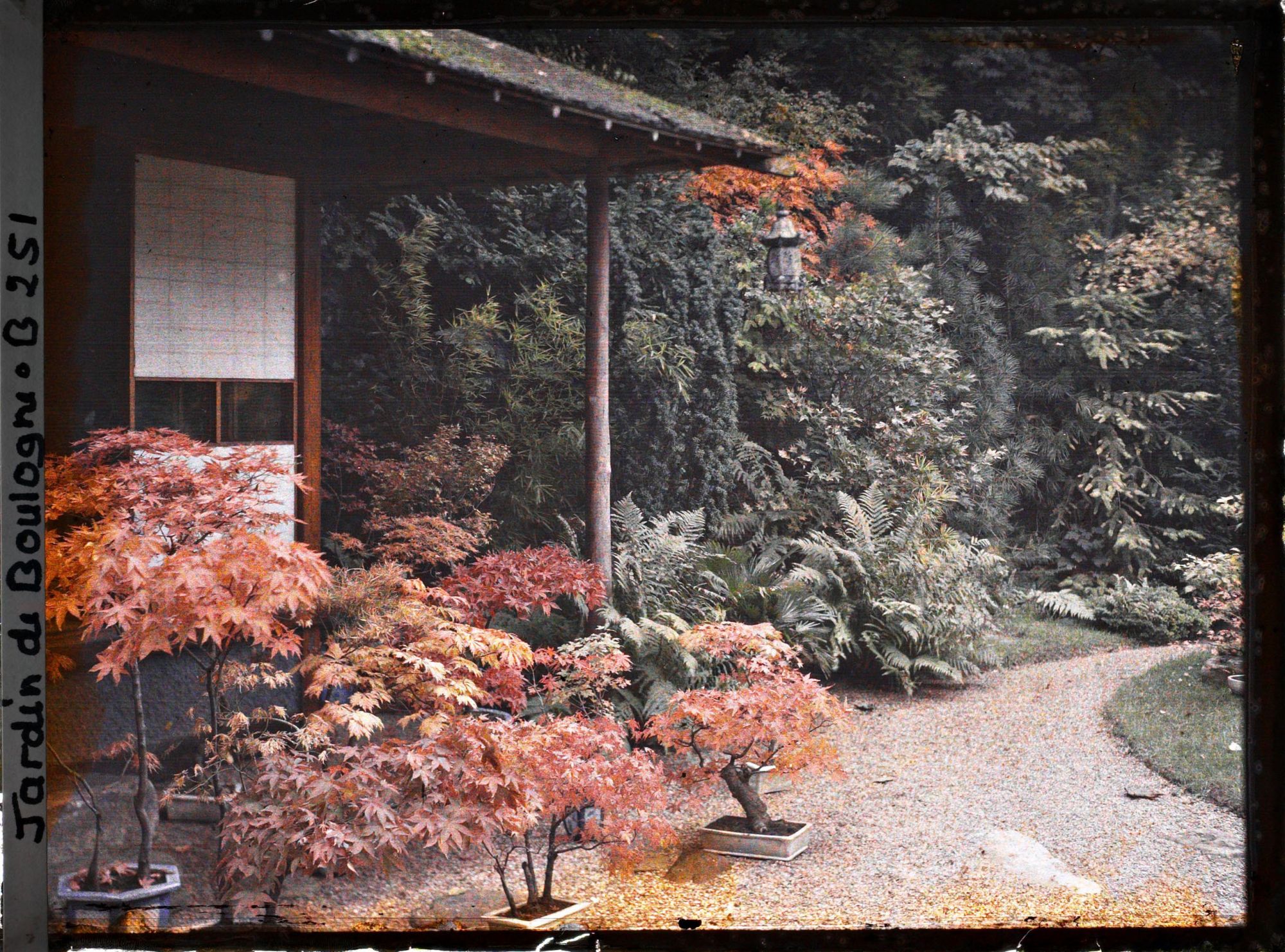 Image représentant Bonsaïs d'érables rougeoyants sur fond de verdure, devant la maison est du " village japonais "