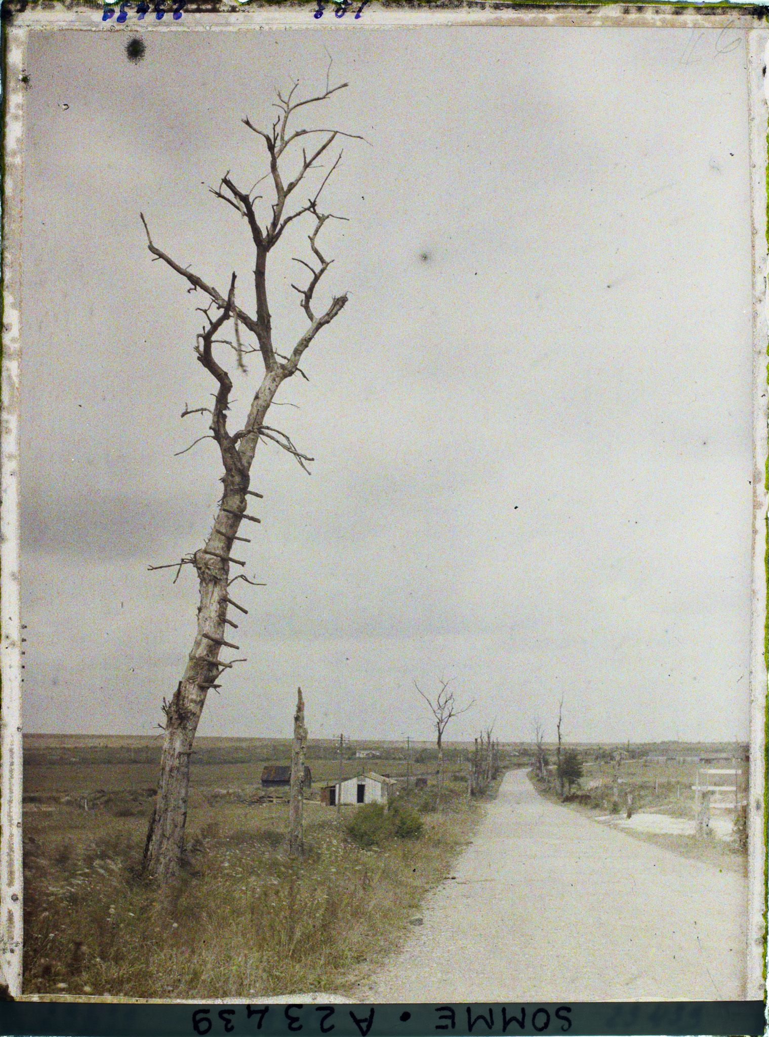 Image représentant France, Rancourt, Un arbre ayant servi d'Observatoire aux allemands