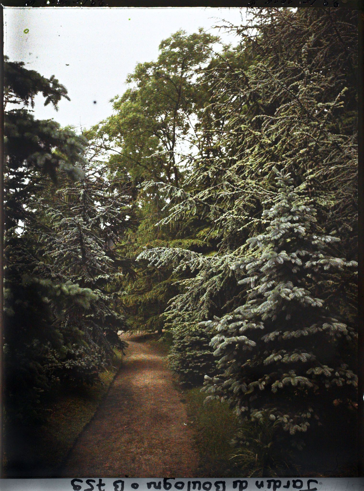 Image représentant La forêt bleue