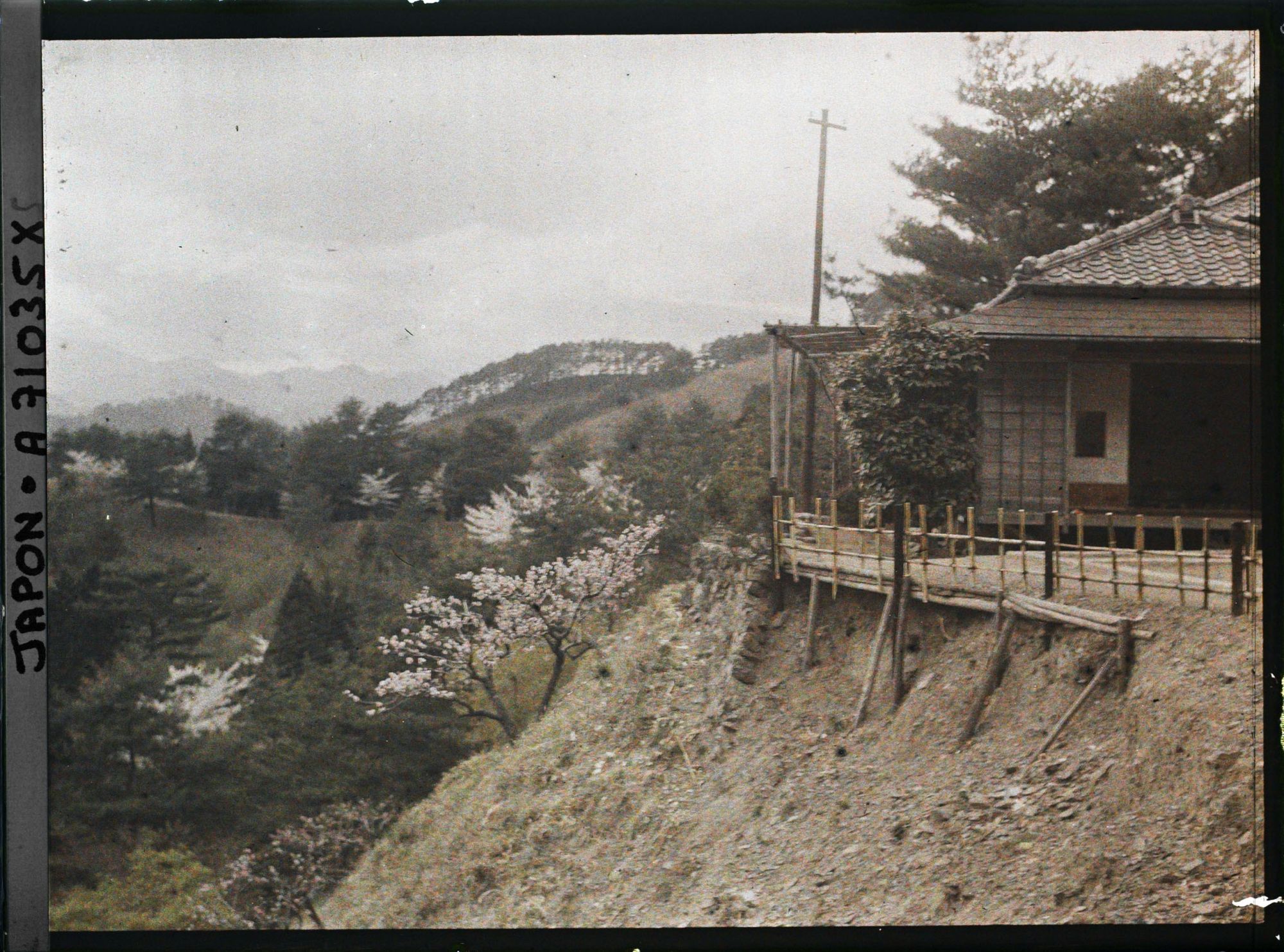 Image représentant Cerisiers en fleurs et paysages de montagne