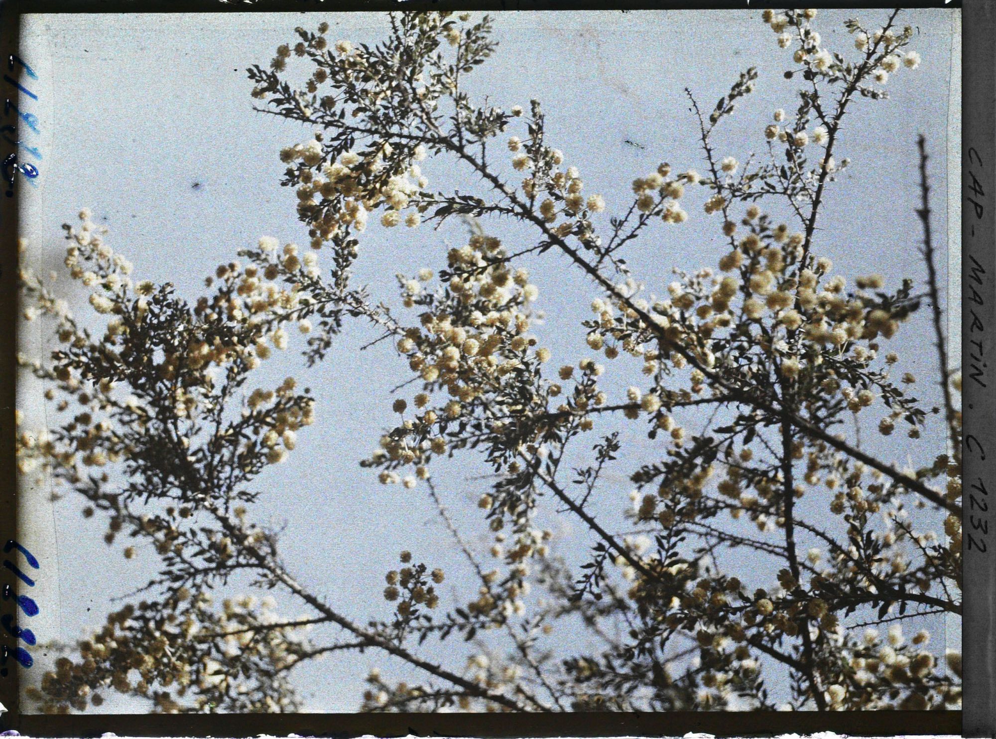 Image représentant Mimosa en fleurs sur fond de ciel