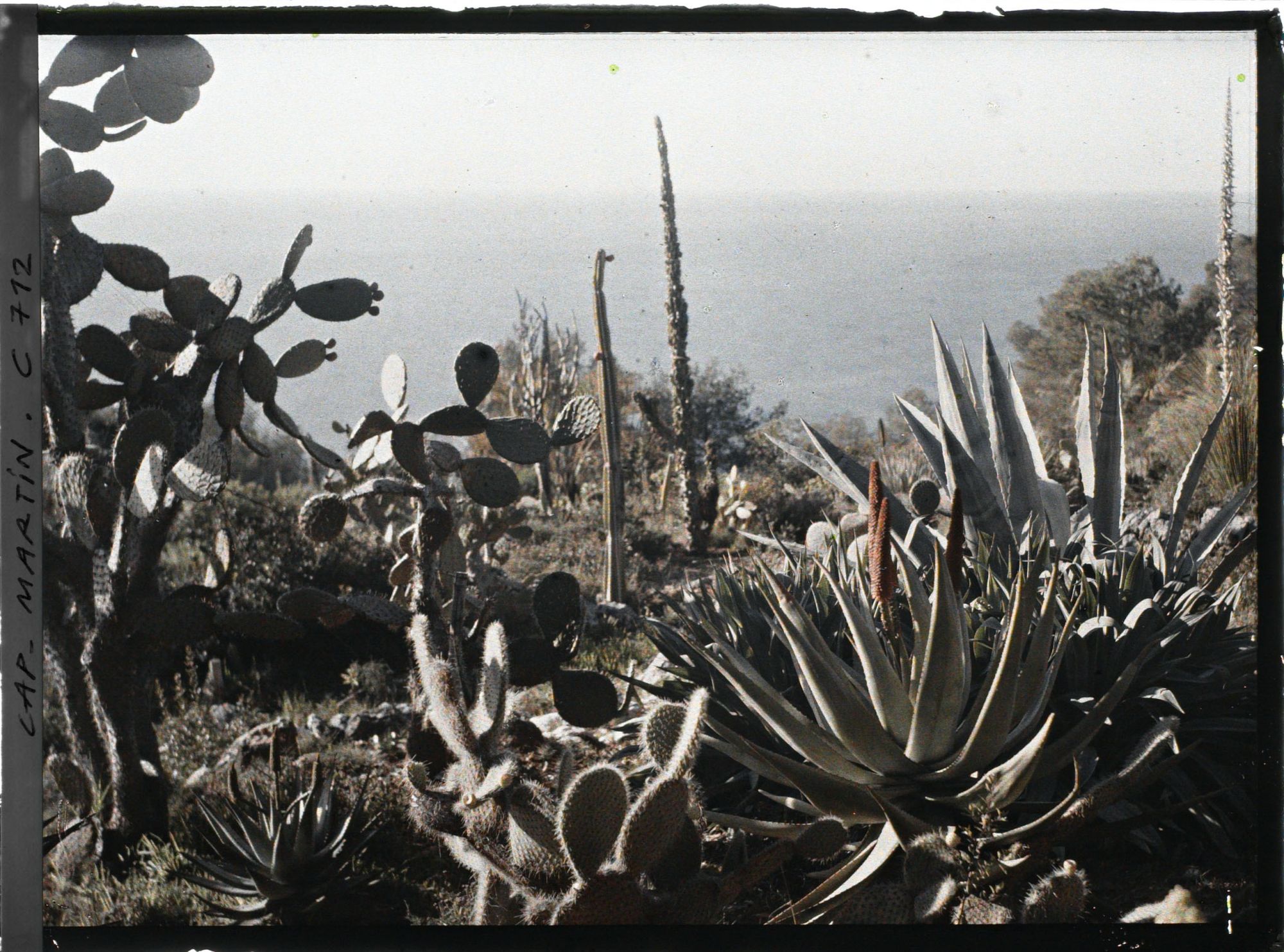 Image représentant Jardin divers