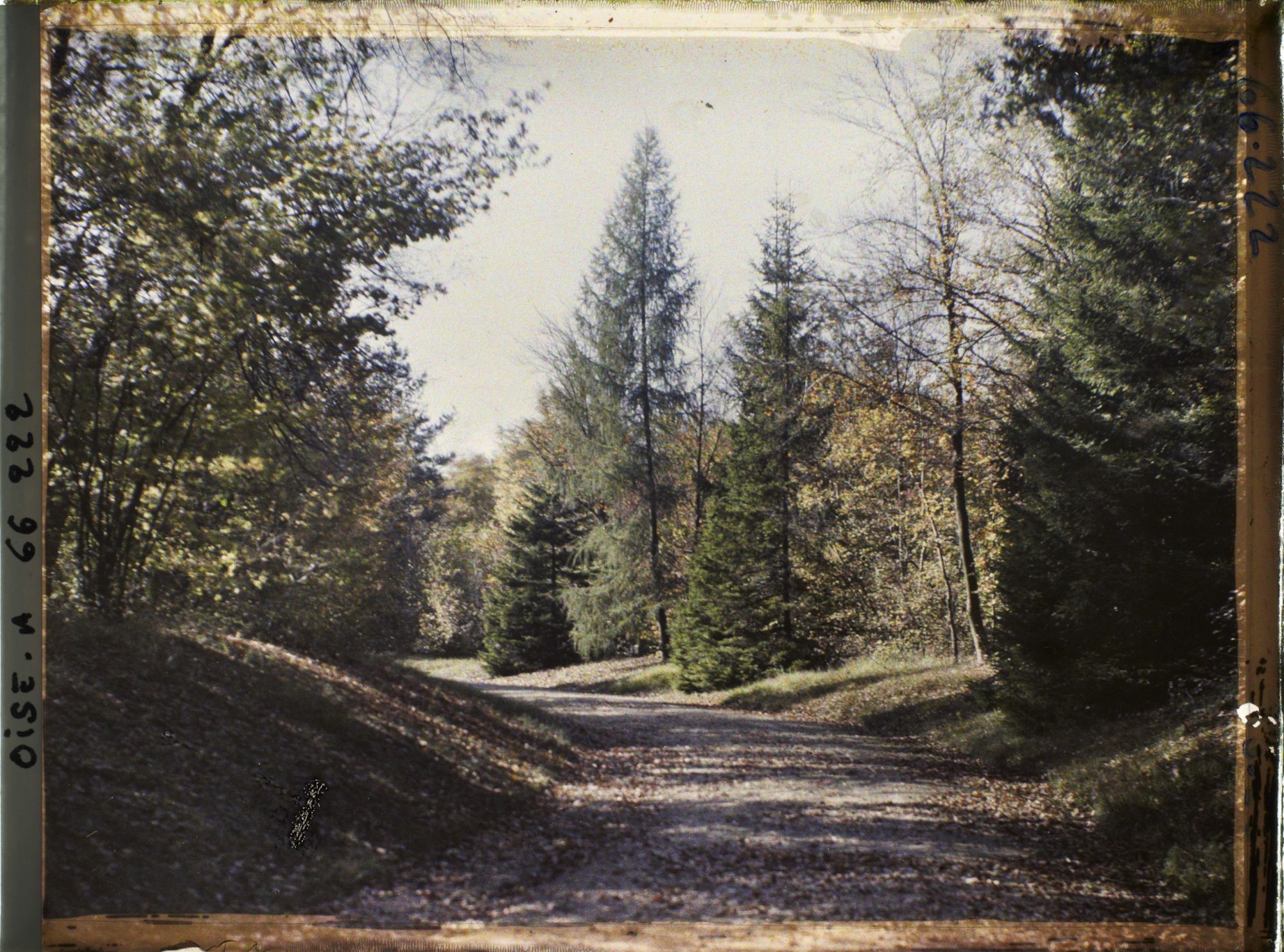 Image représentant Une allée du parc du château des Fontaines