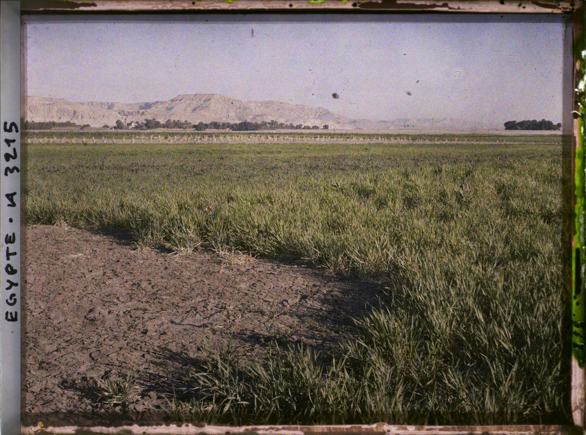 Image représentant Champs de blé sur la route des tombeaux des Rois