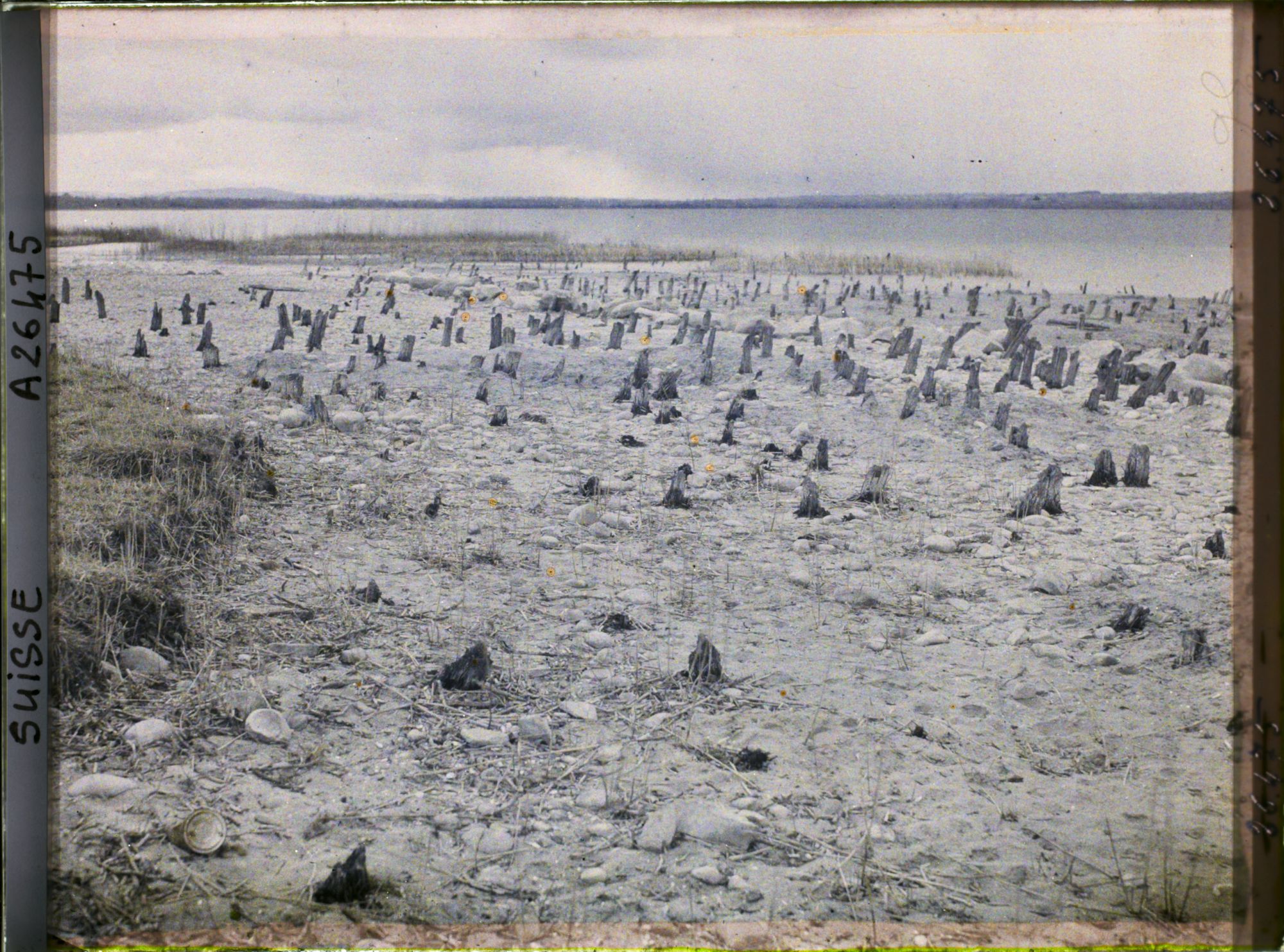 Image représentant Site palafittique préhistorique des Alpes, pieux en bois visibles lors de la baisse des eaux après la grande sécheresse de 1921