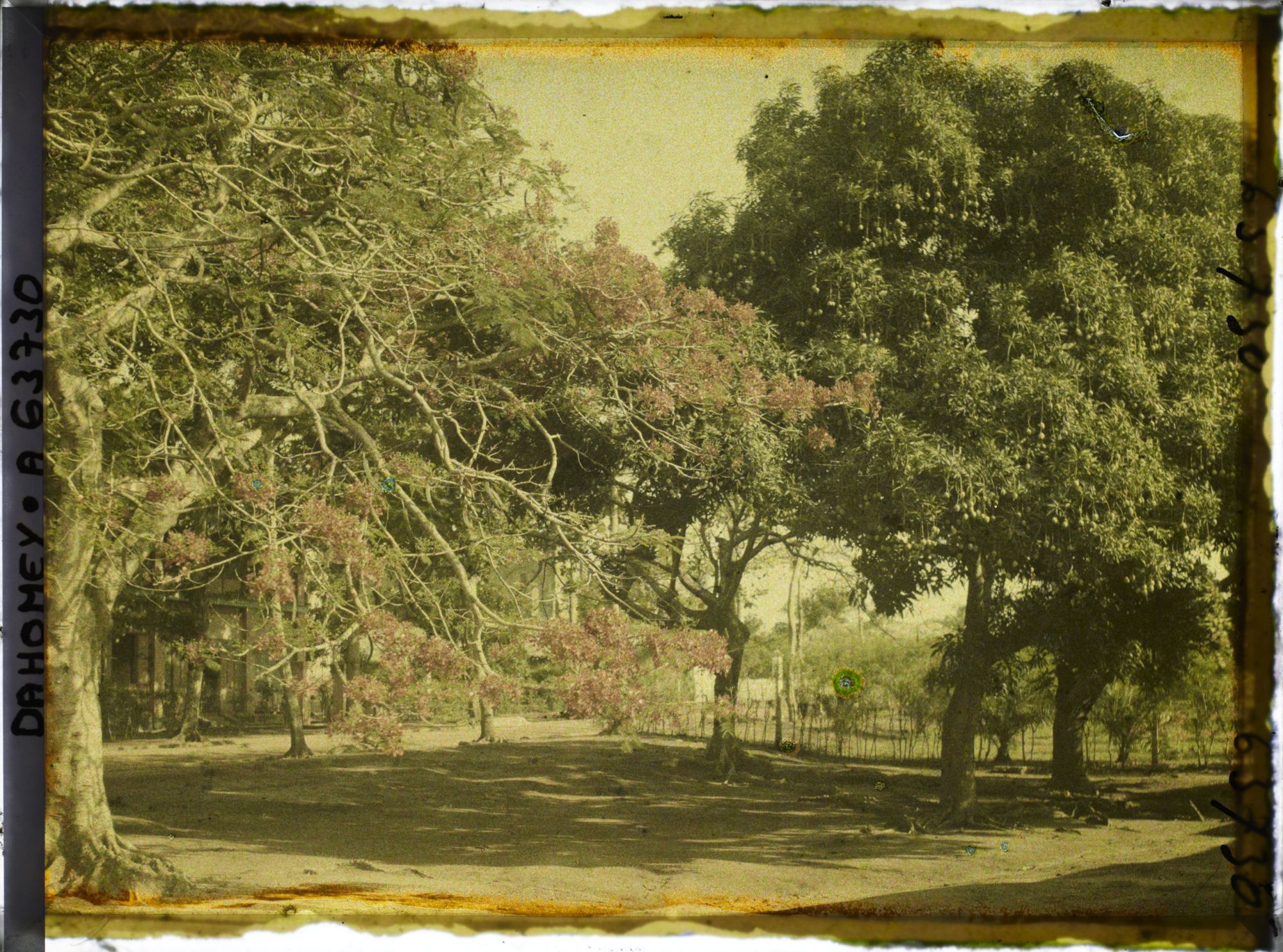 Image représentant Flamboyants et manguiers