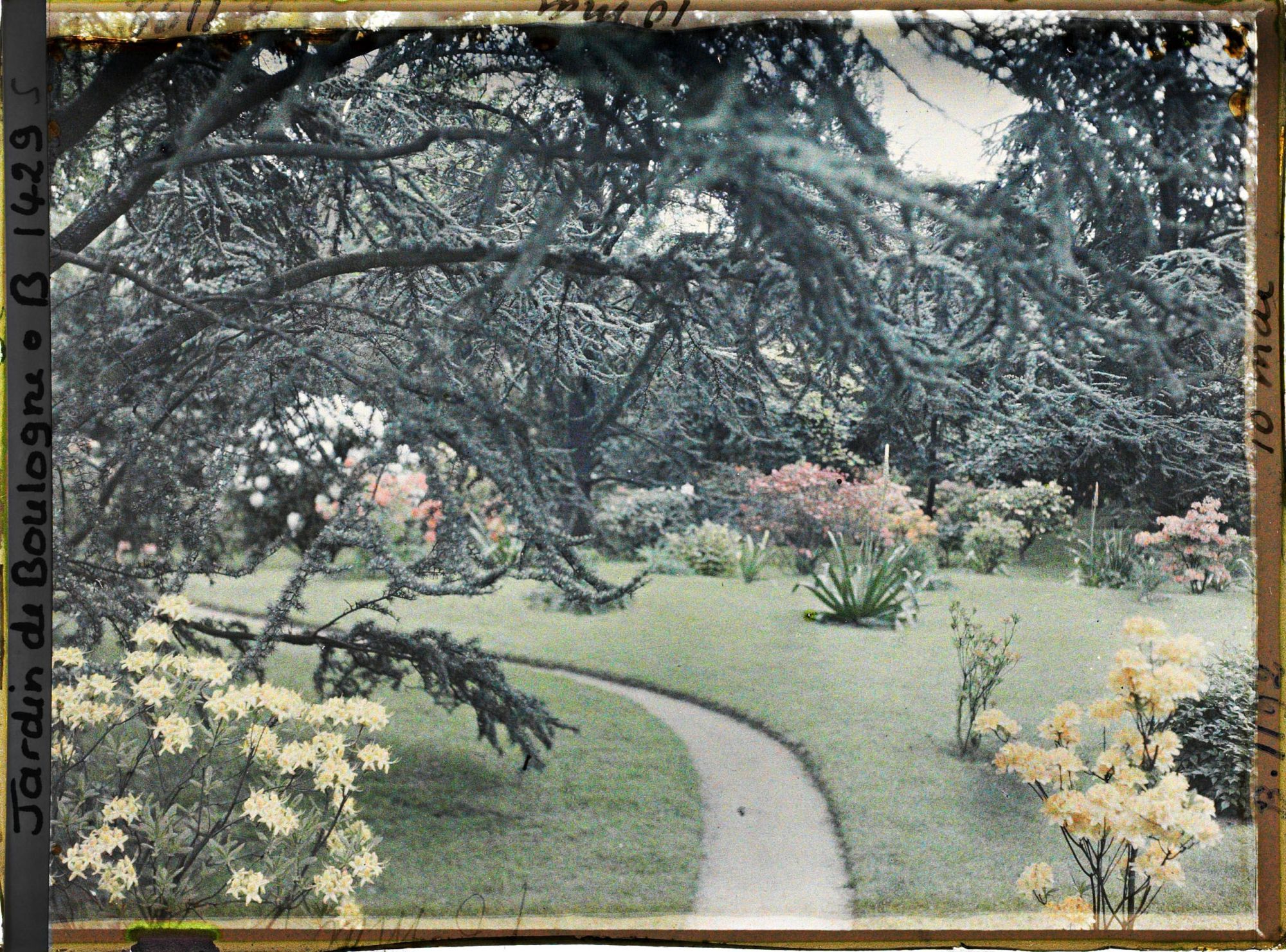 Image représentant Branches de cèdre surplombant le chemin qui mène à l'ouest du marais, fleuri d'arbustes colorés