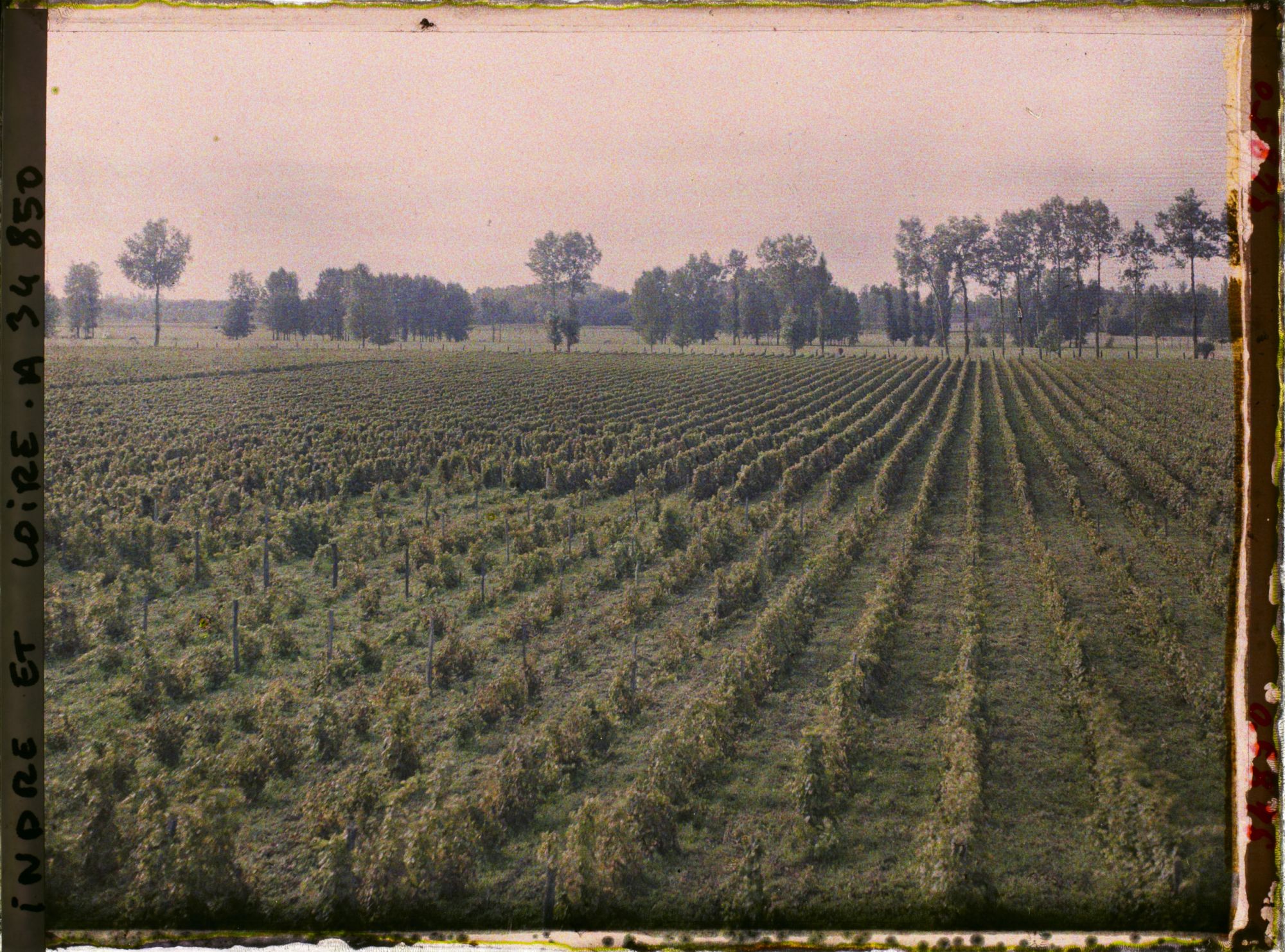 Image représentant Vignoble