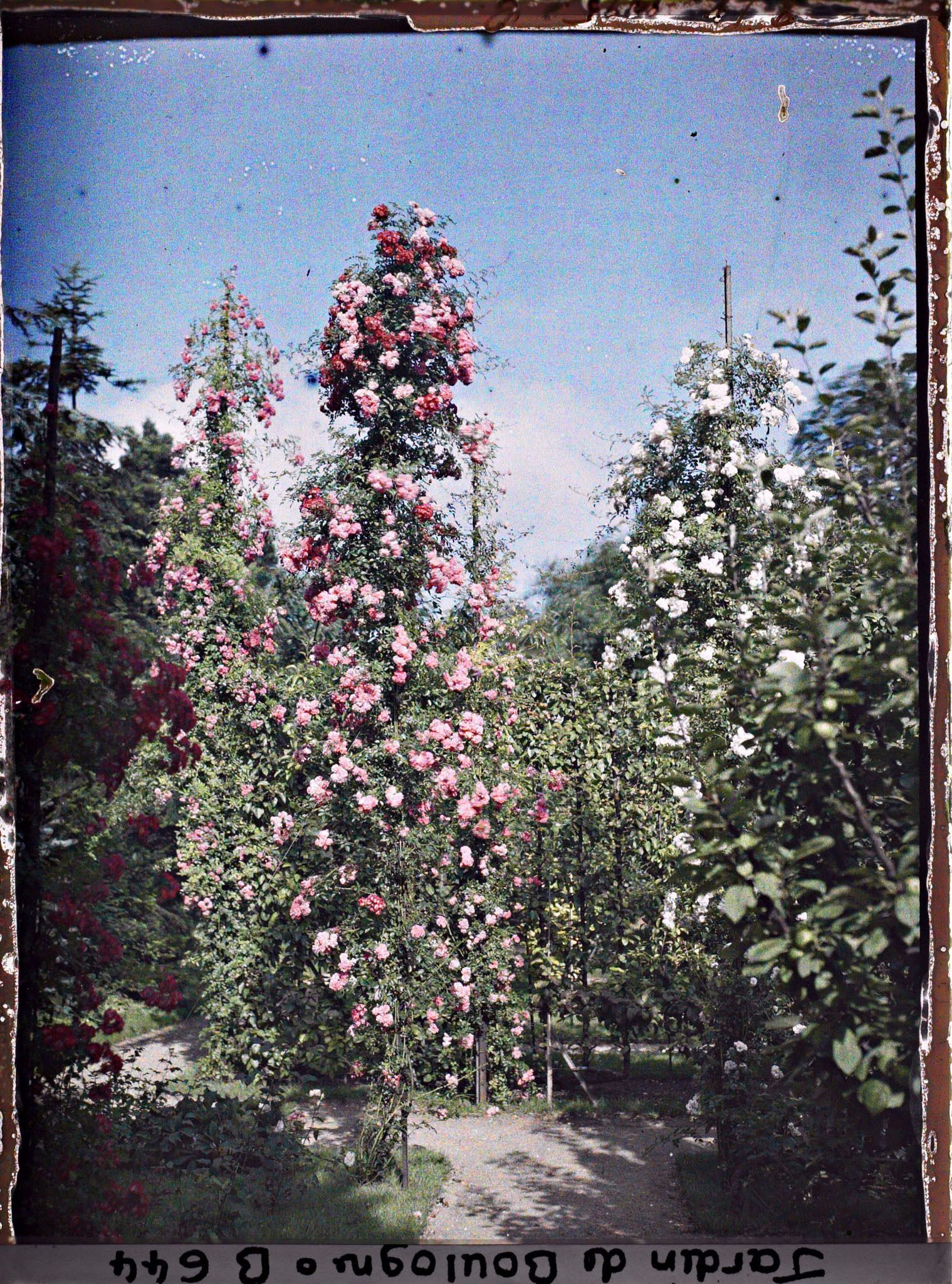 Image représentant Rosiers du verger-roseraie et fruitiers palissés, vus vers la dépendance, près du jardin japonais