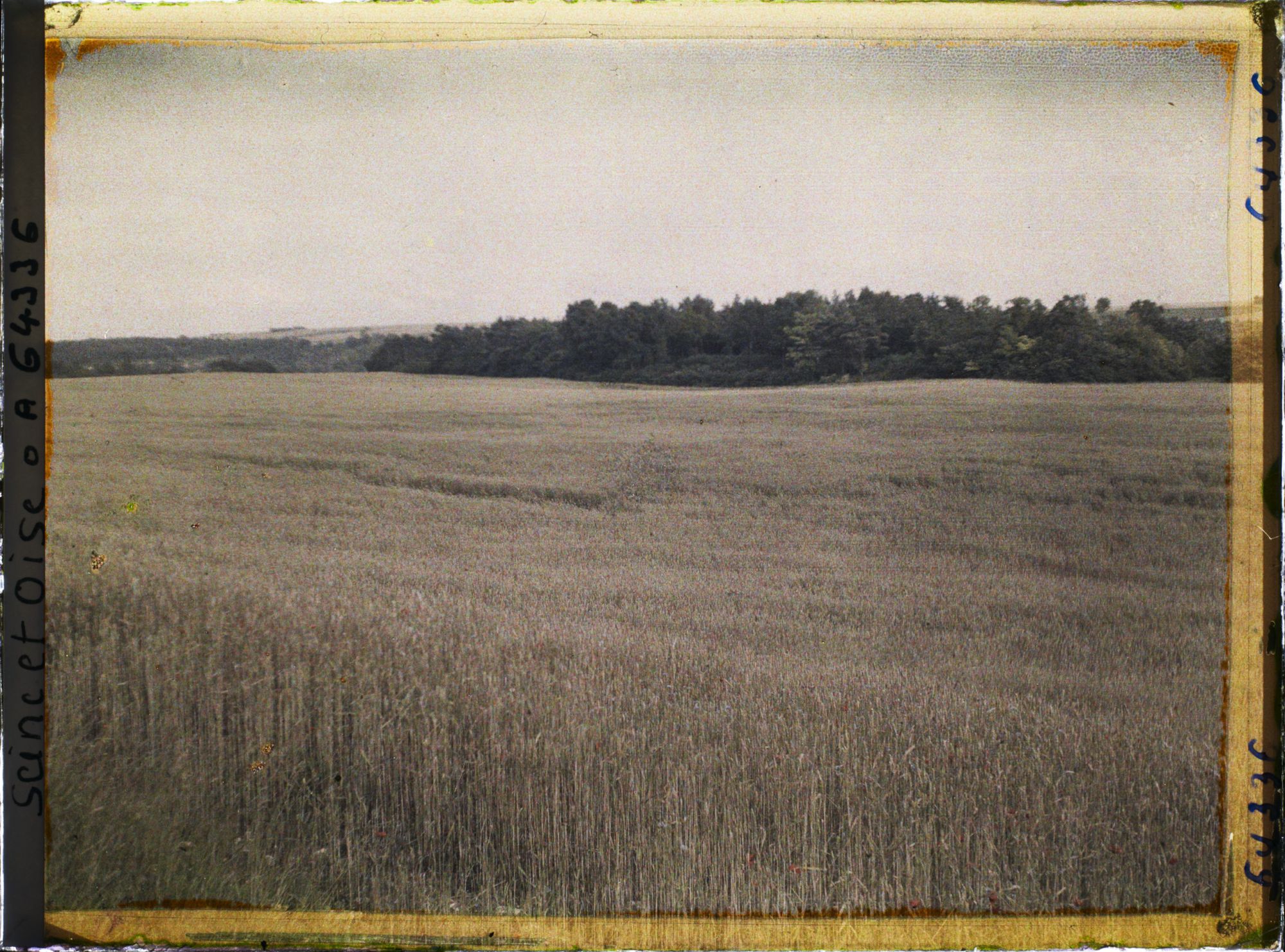 Image représentant Ile de France, Vallangoujard, Champ de blé