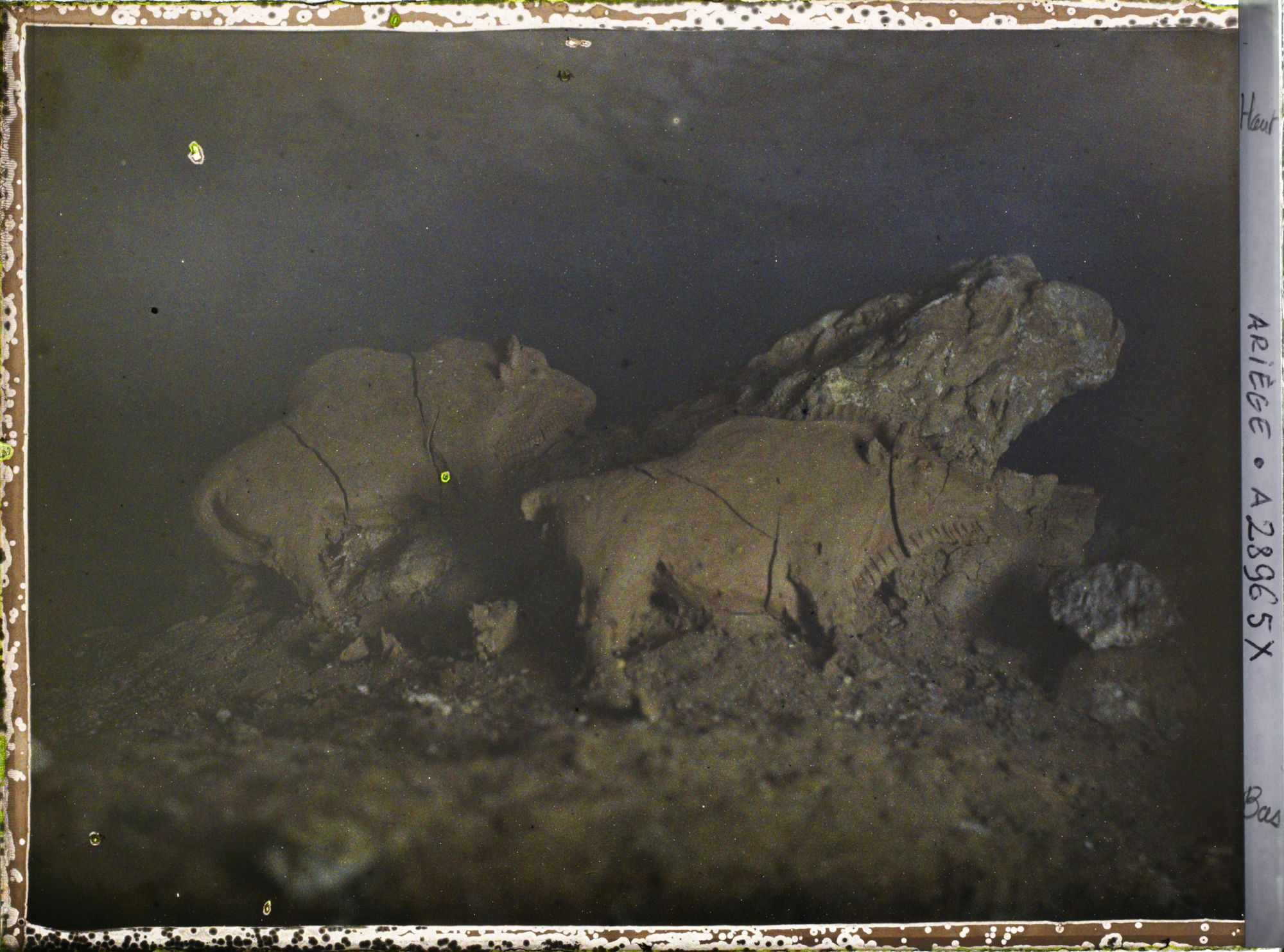 Image représentant La grotte du Tuc d'Audoubert : les bisons