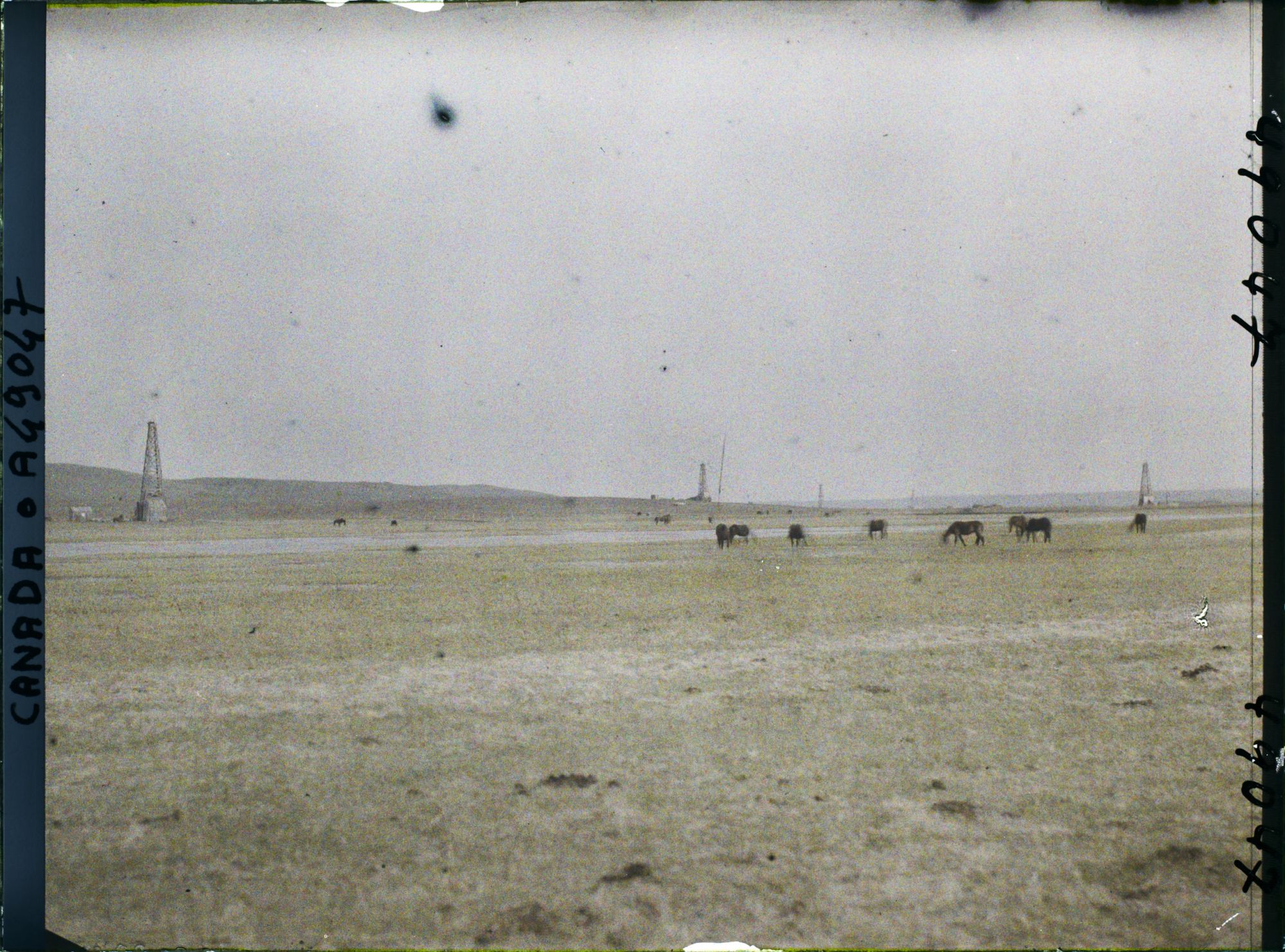 Image représentant Canada, Foot Hills Turner Valley, 50 Milles de Calgary, Turner Valley - La plaine avec Chevaux au paturage et 5 puits en forage
